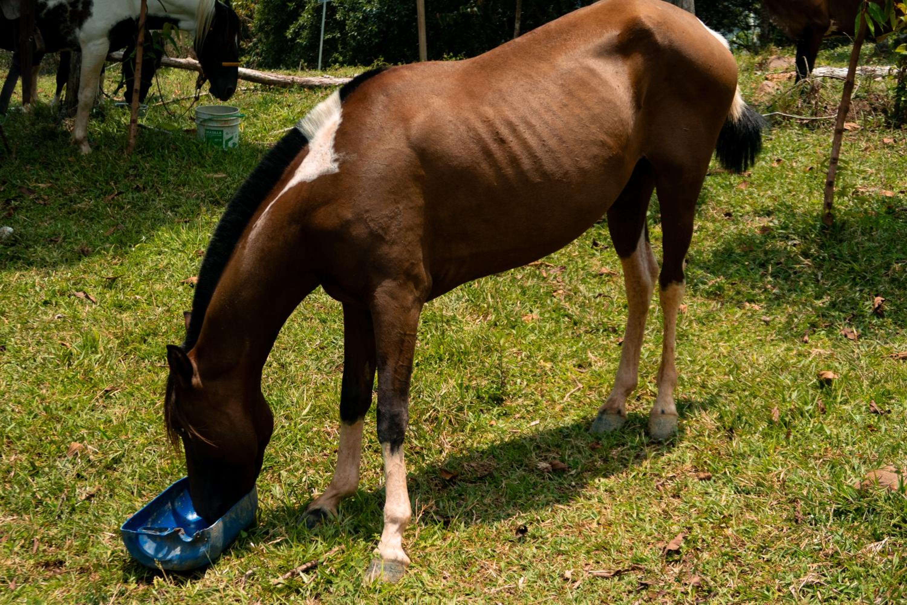 Hospedaje RioBosque San Carlos