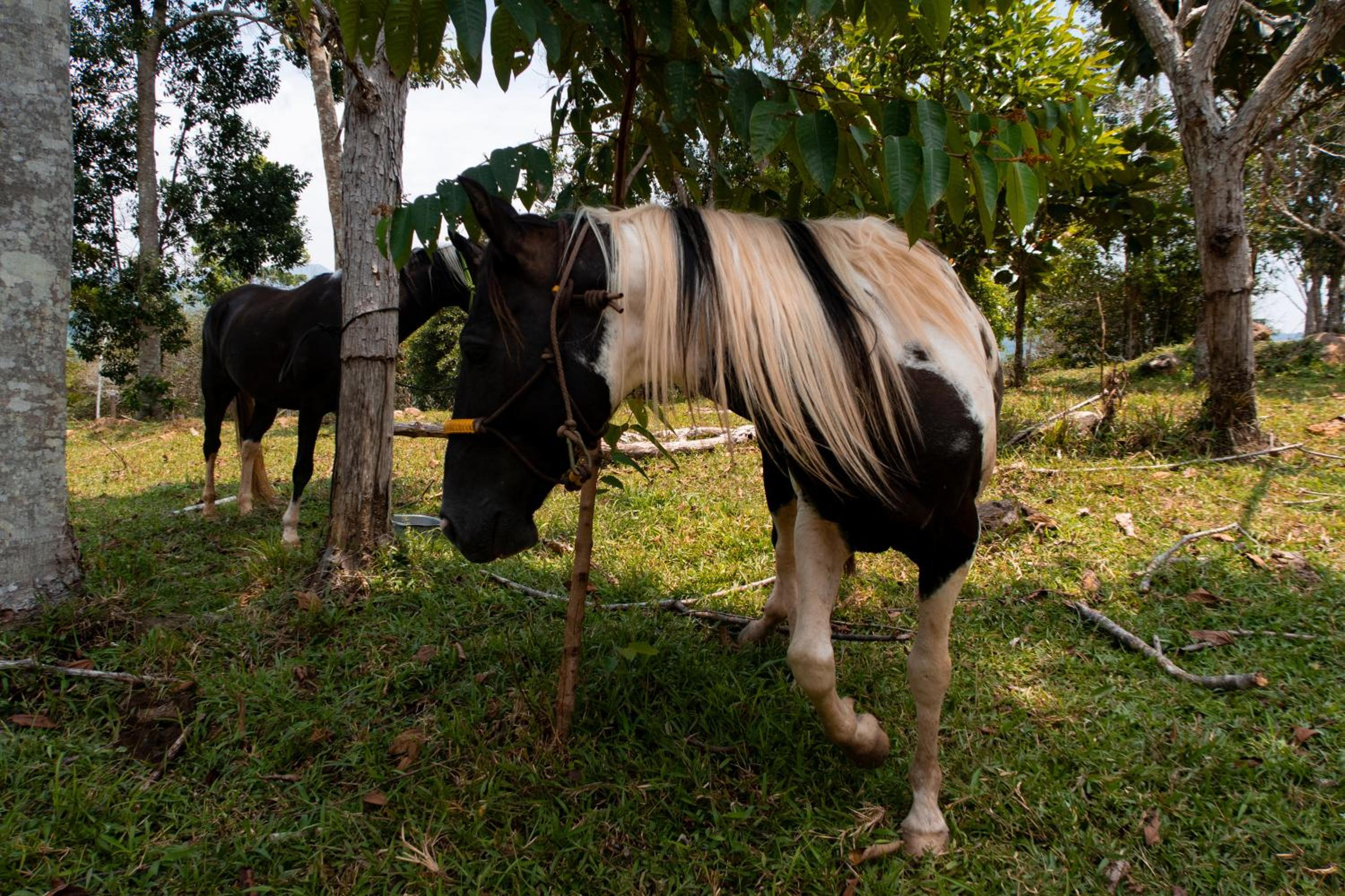Hospedaje RioBosque San Carlos