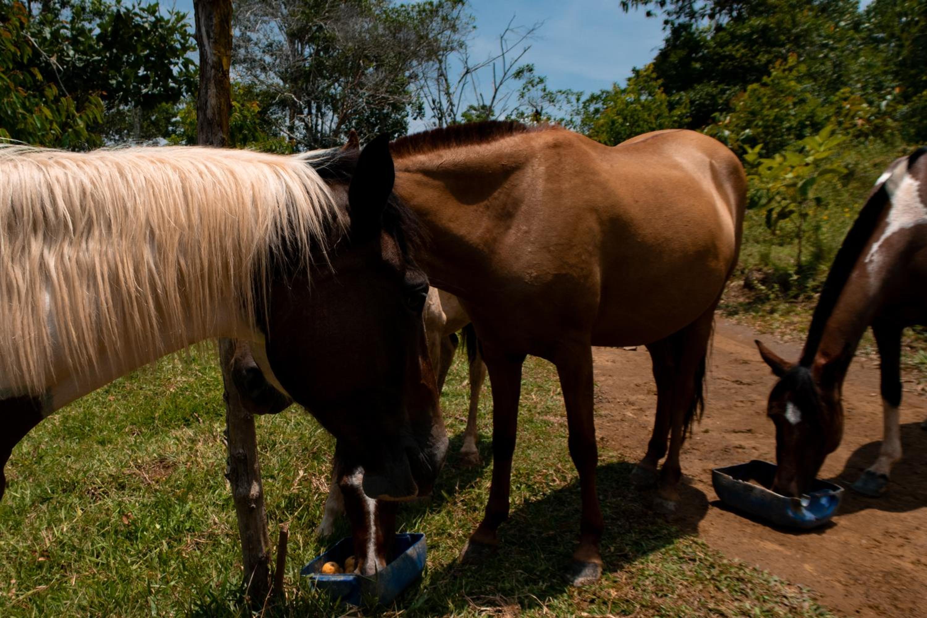 Hospedaje RioBosque San Carlos