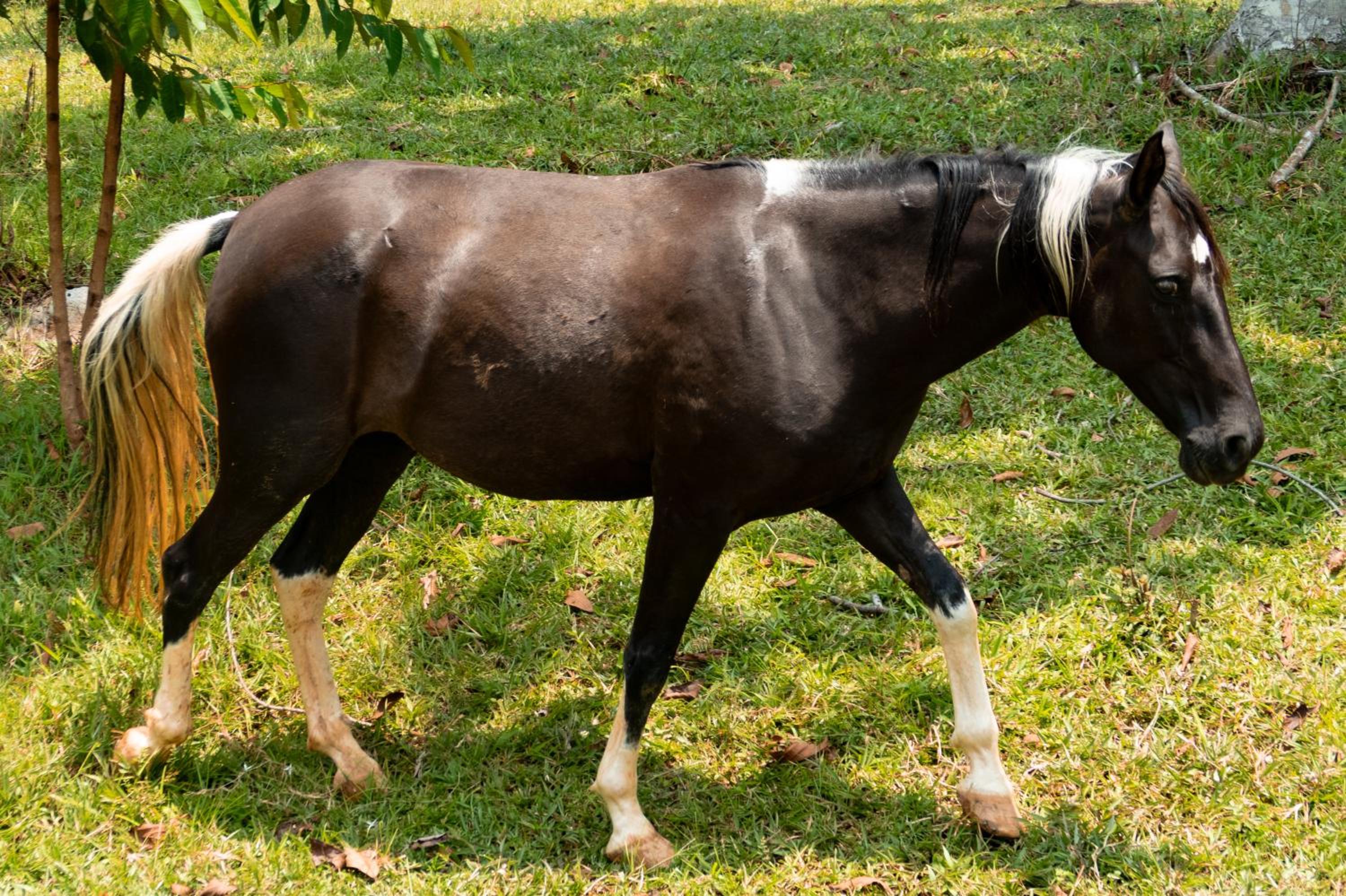 Hospedaje RioBosque San Carlos