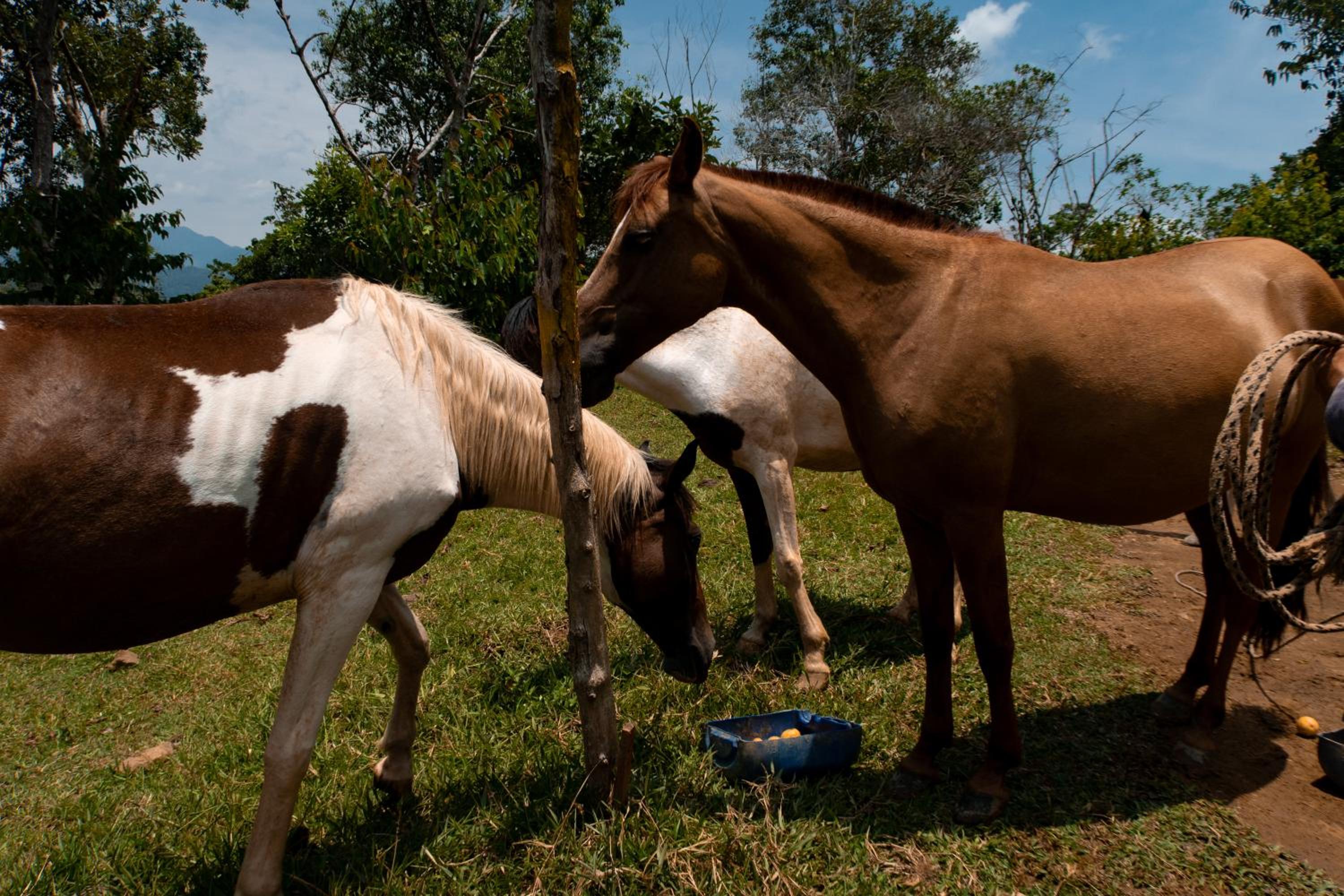 Hospedaje RioBosque San Carlos