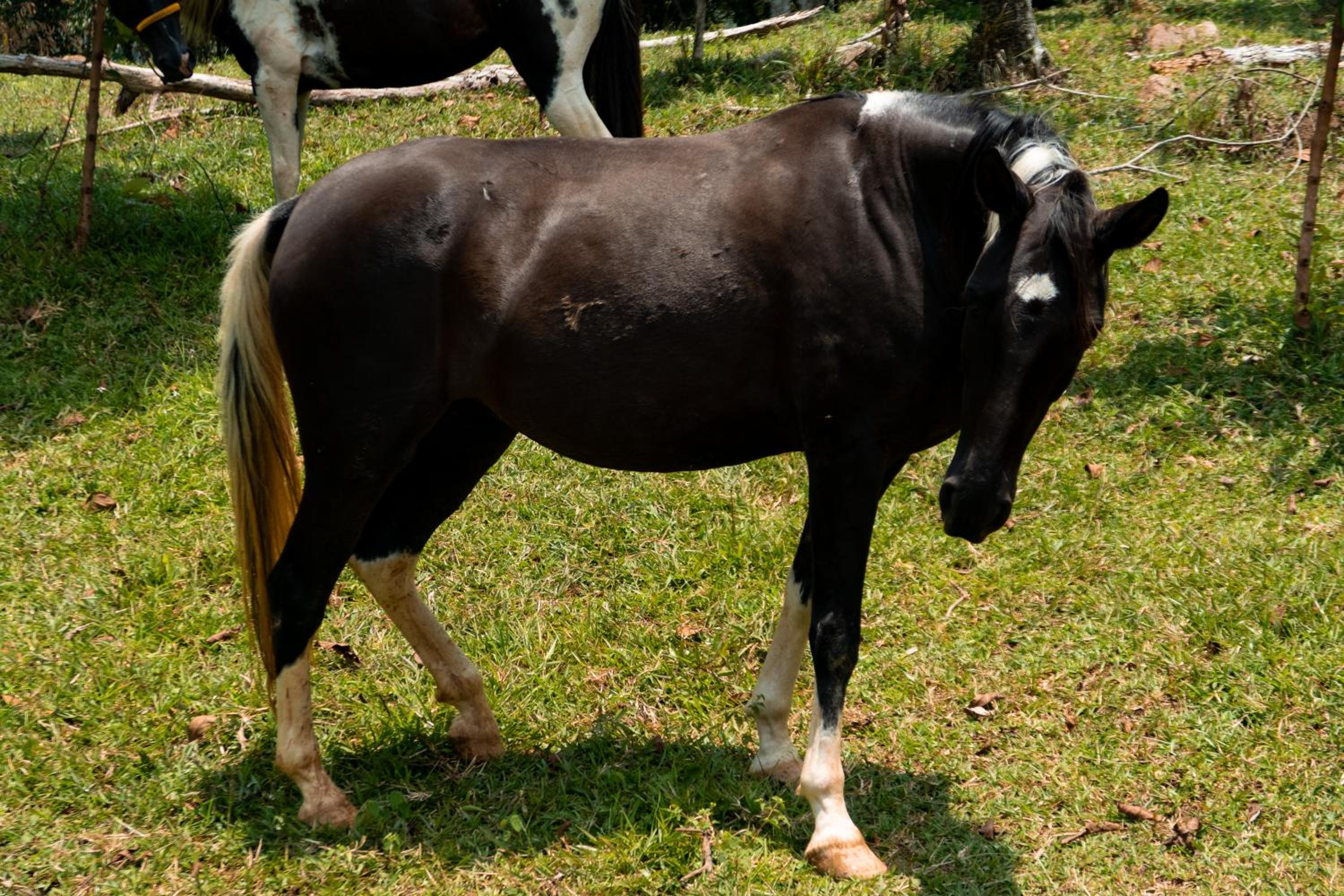 Hospedaje RioBosque San Carlos