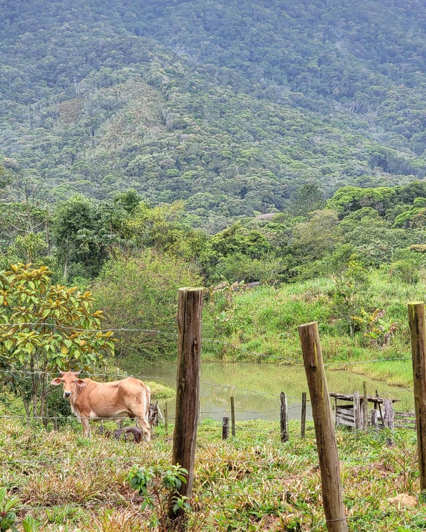 Bulegreen Cabanas