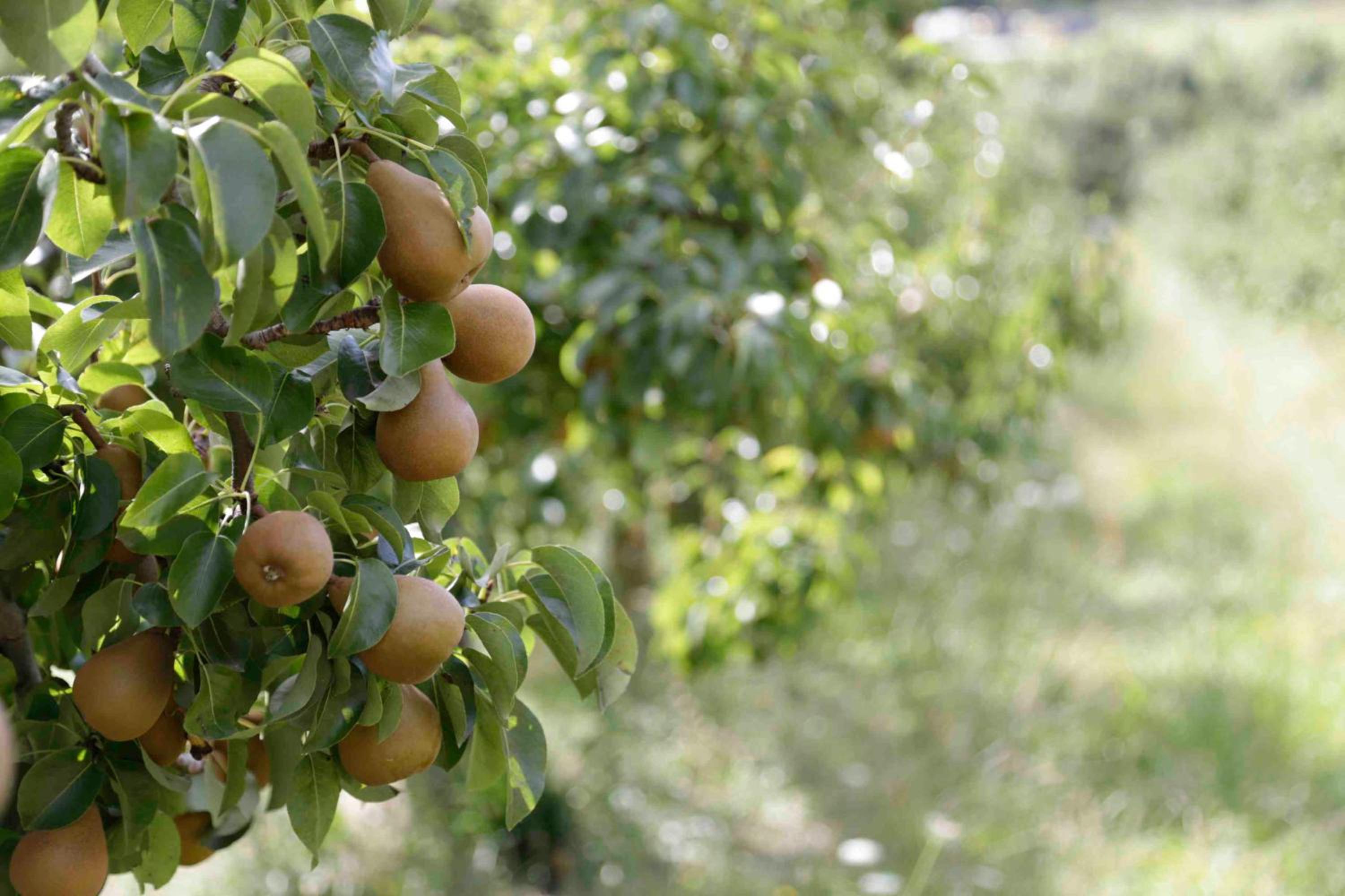 The Pear Orchard Lodge