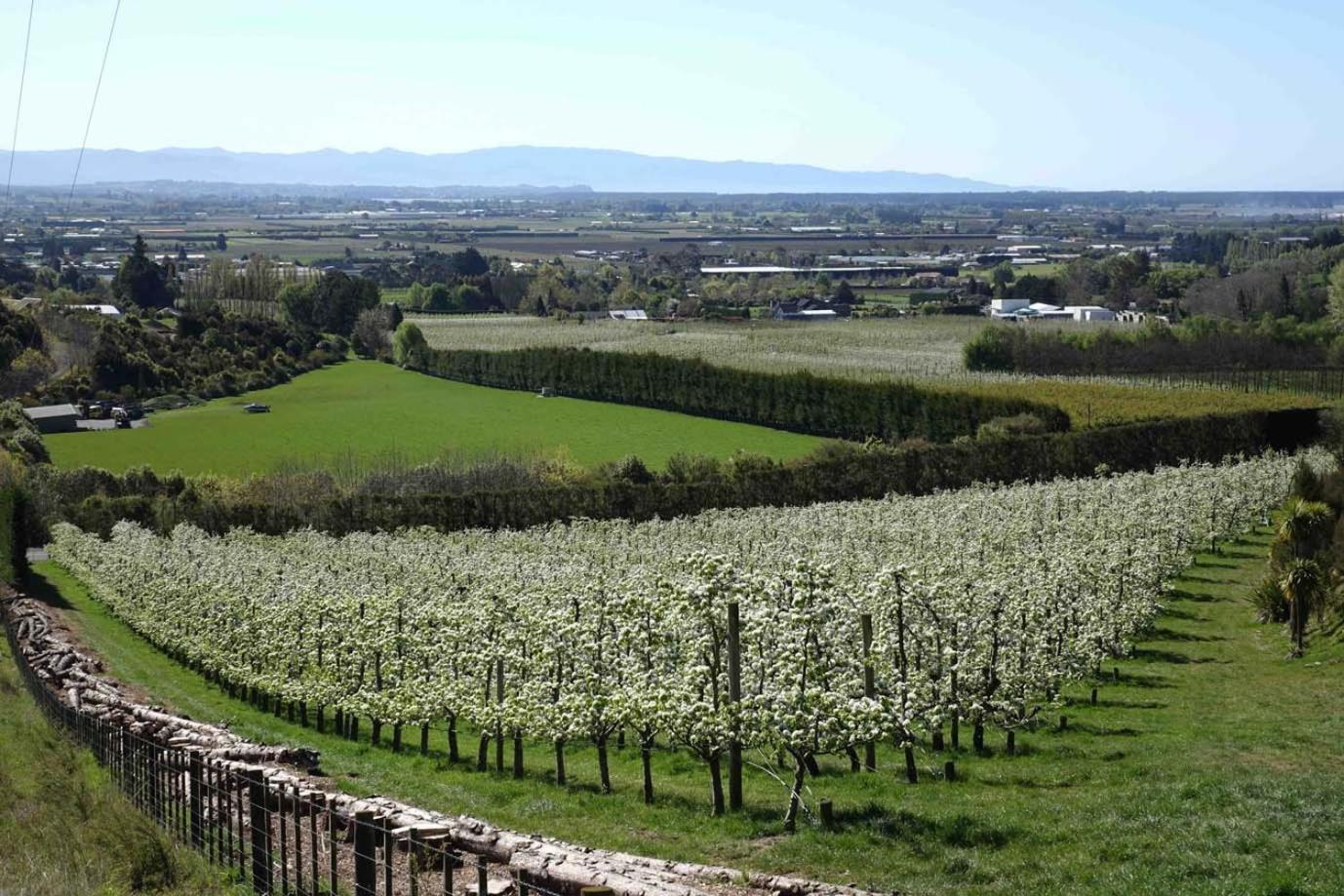 The Pear Orchard Lodge