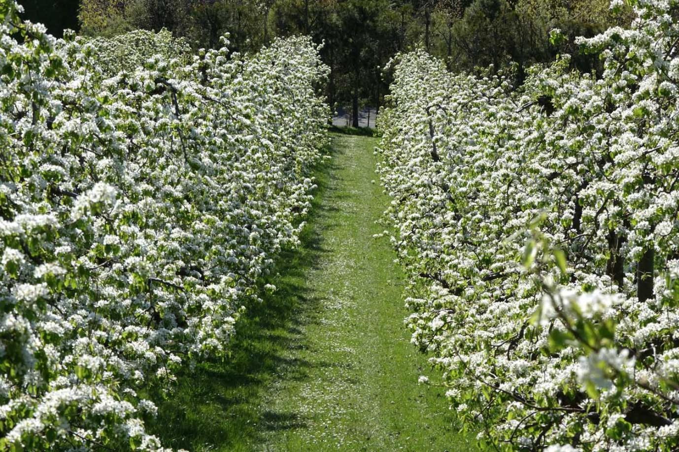 The Pear Orchard Lodge