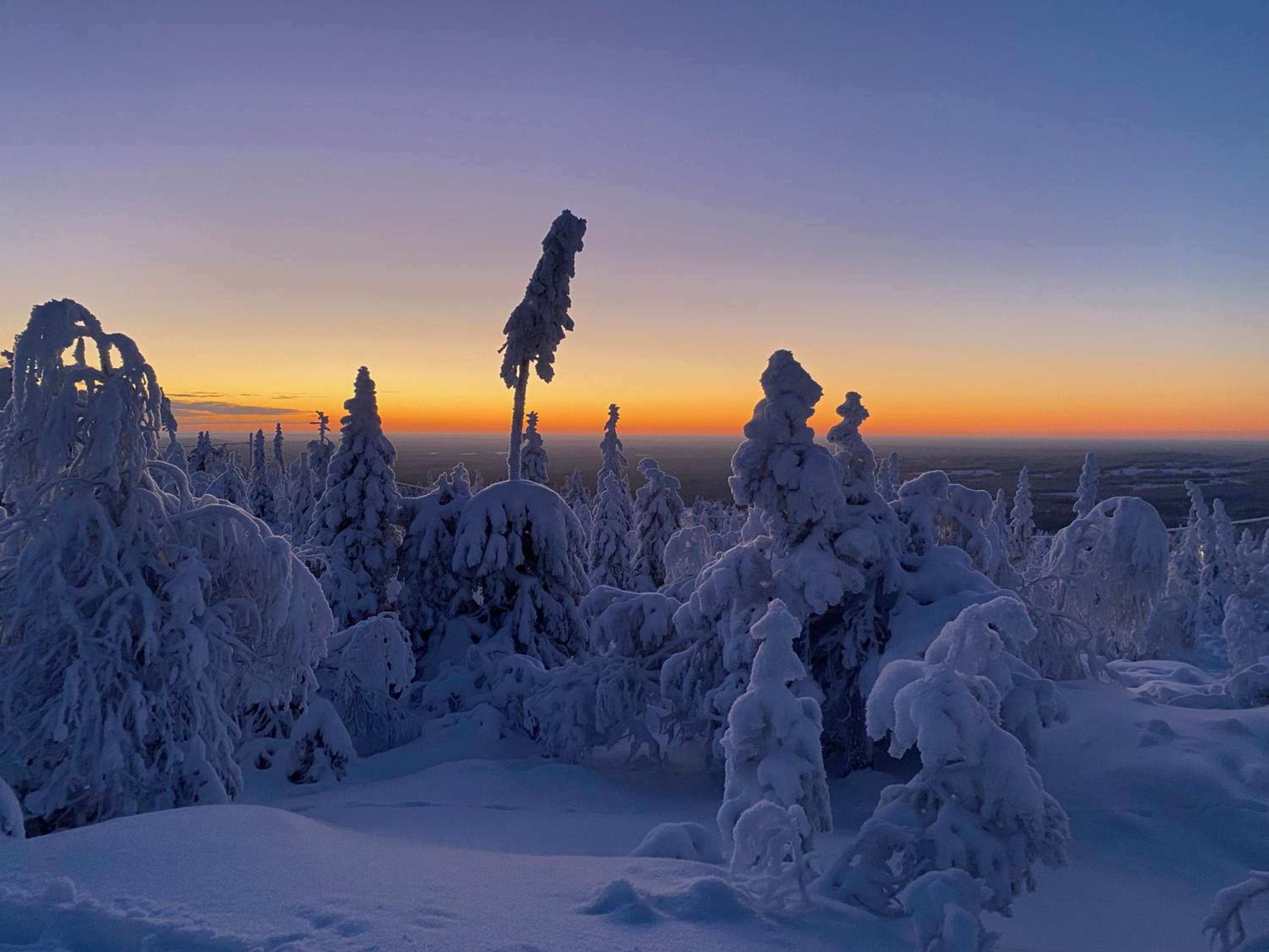 Syötteen Kajo
