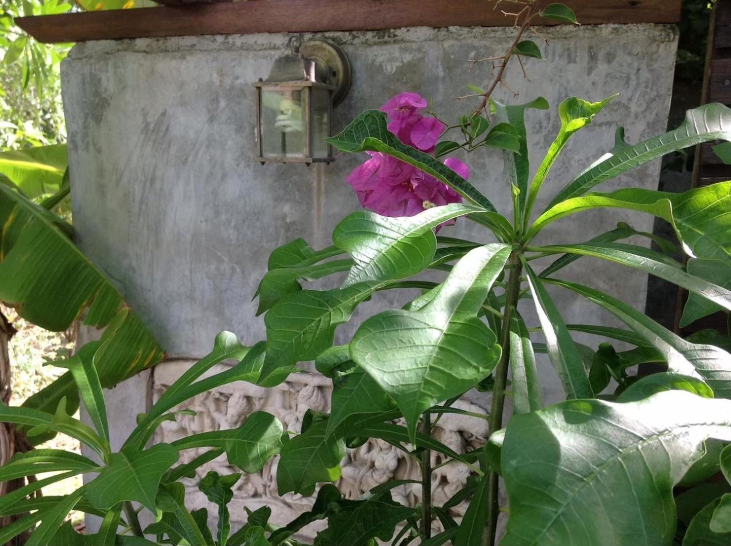 Ananas Samui Hostel