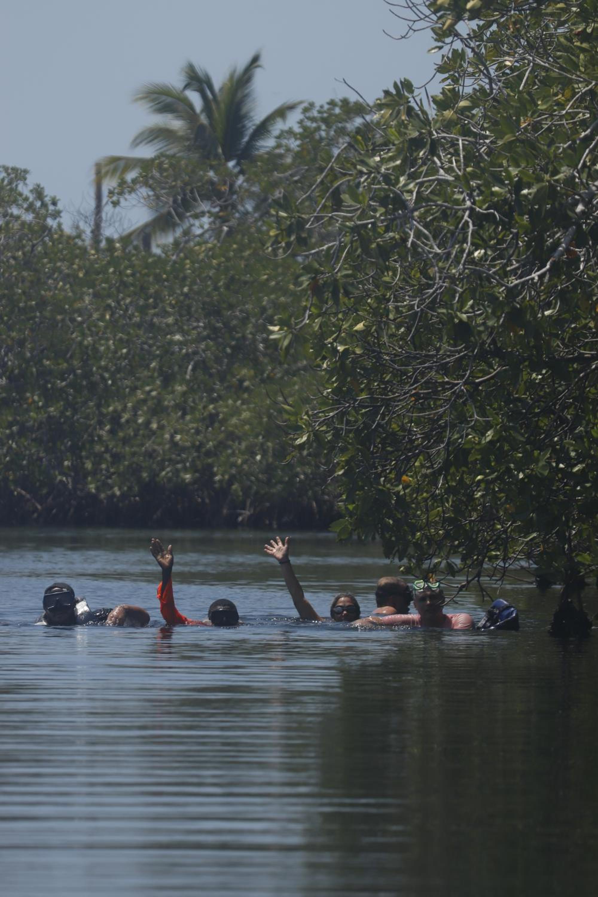 Isla Múcura Dahlandia