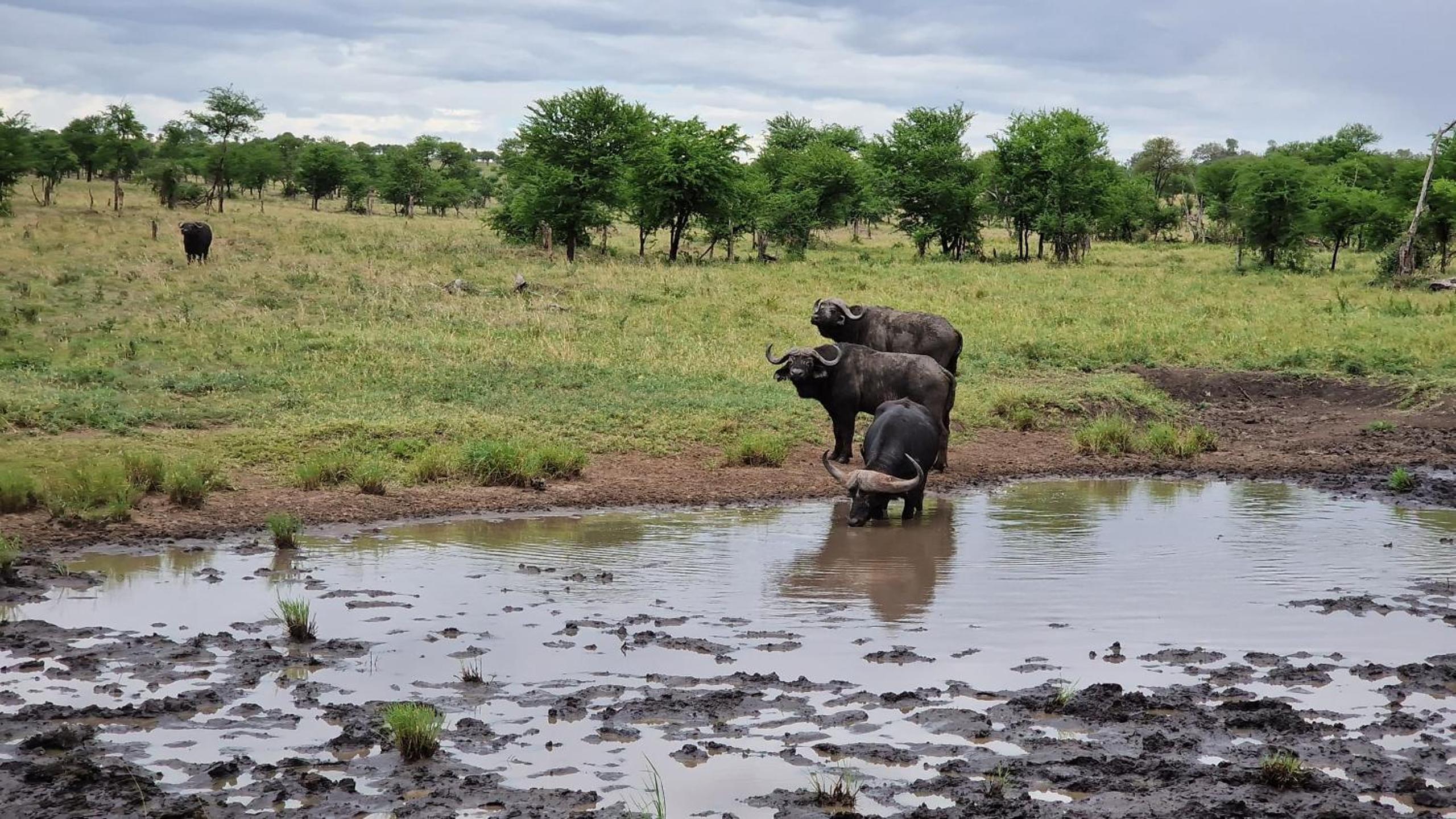 Africa Safari Serengeti Kusini