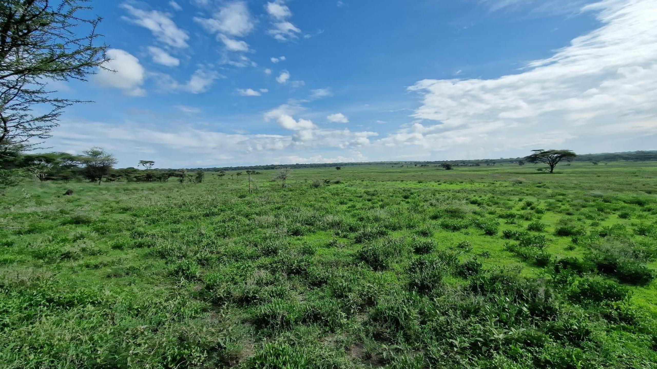Africa Safari Serengeti Kusini