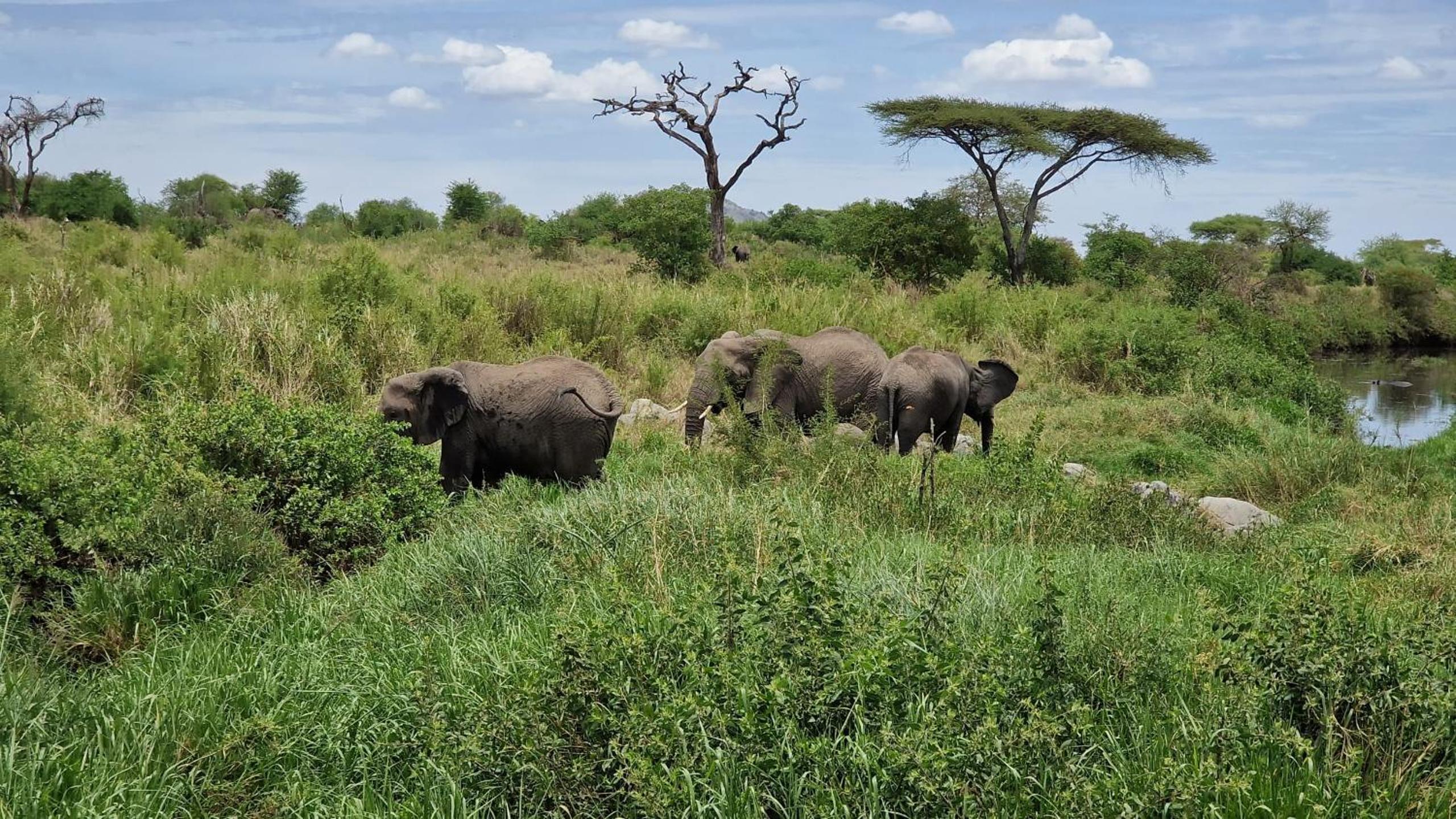Africa Safari Serengeti Kusini