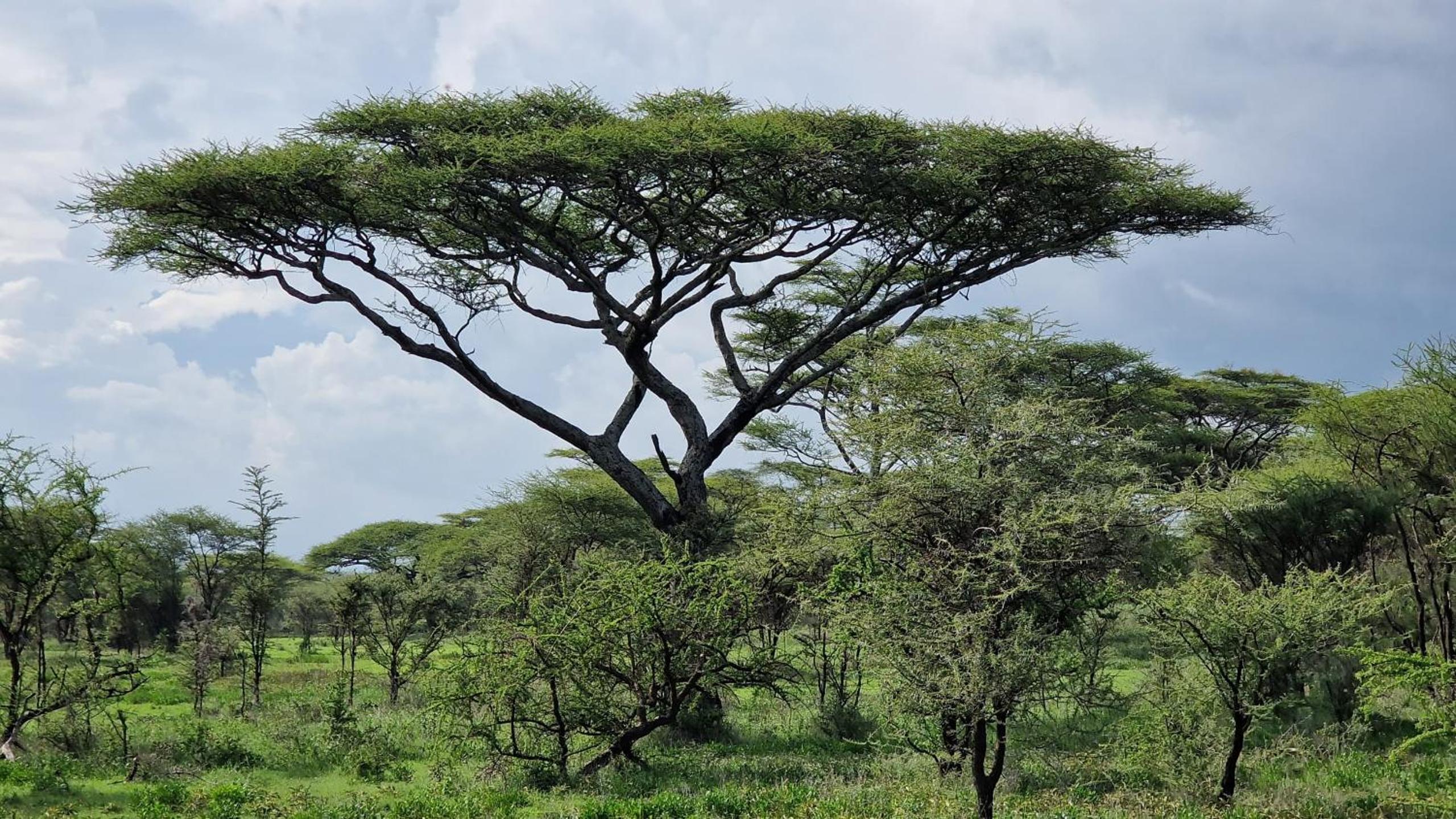 Africa Safari Serengeti Kusini