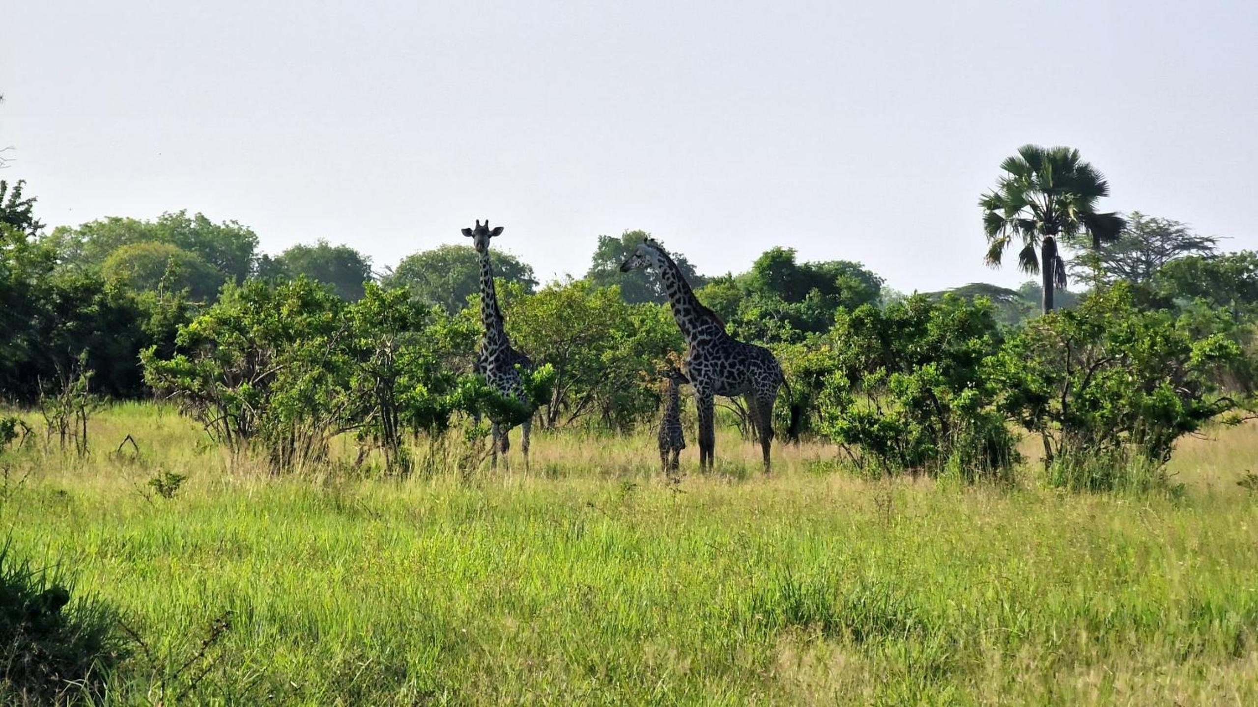 Africa Safari Serengeti Kusini