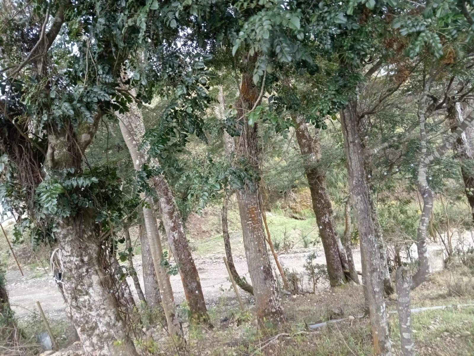 cabañita Campestre, independiente