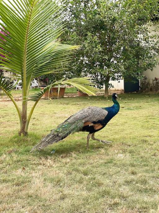 Ndayane