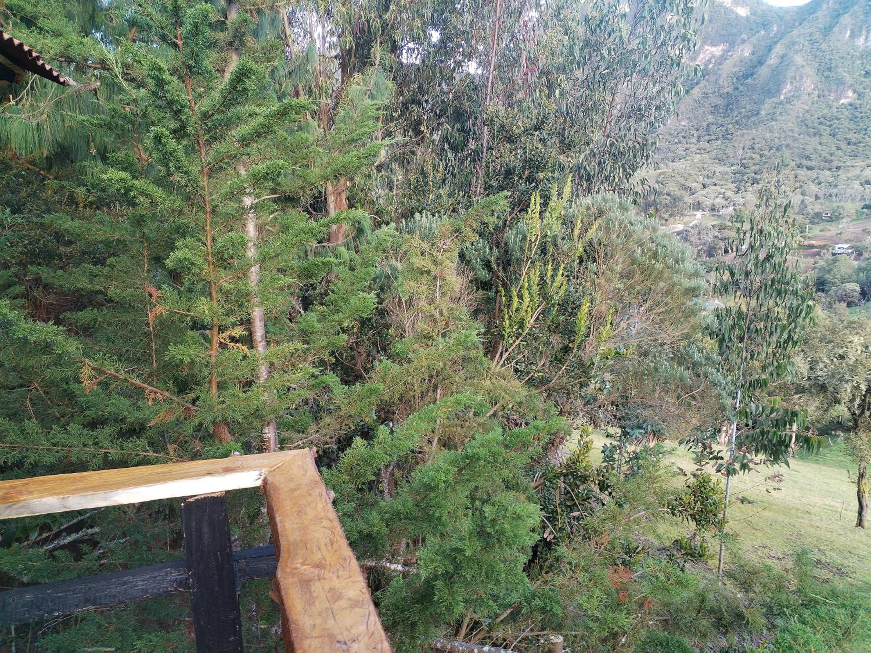 Cabaña sesquile del arbol