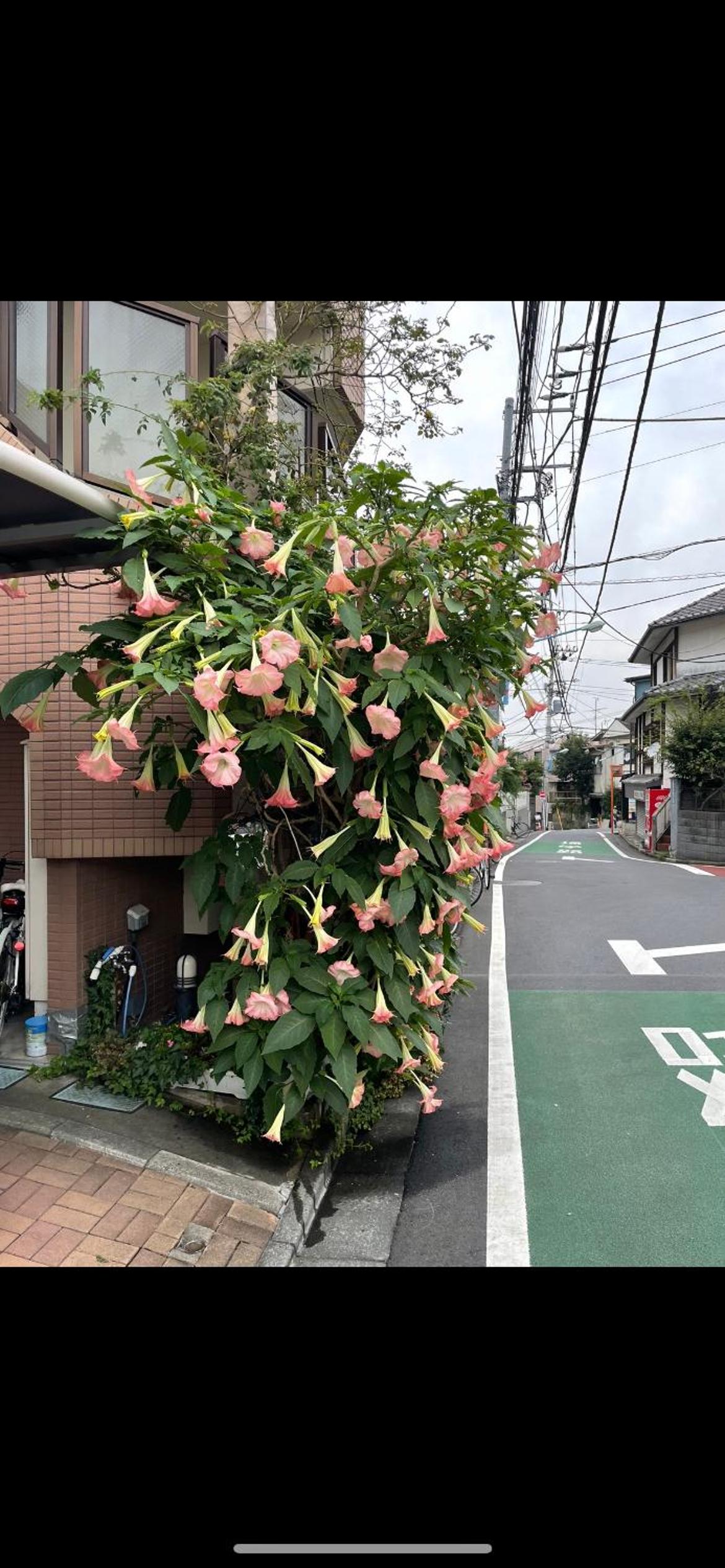 東京の港灣-Tokyo Harbor -28 square meter king size garden room103