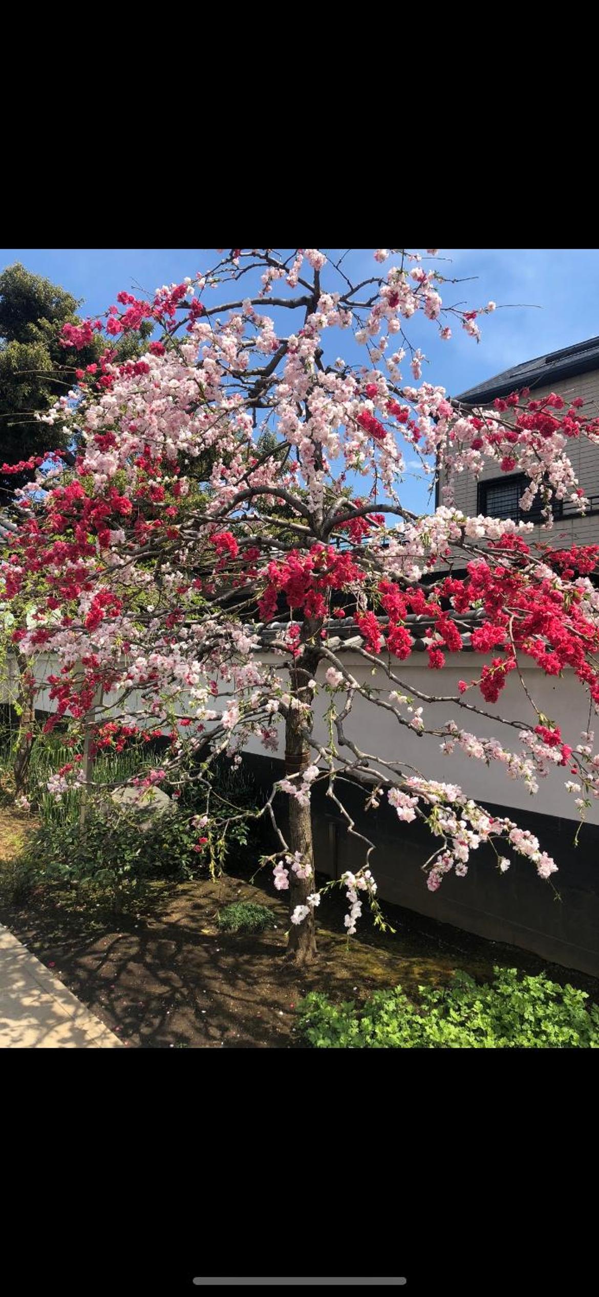 東京の港灣-Tokyo Harbor -28 square meter king size garden room103