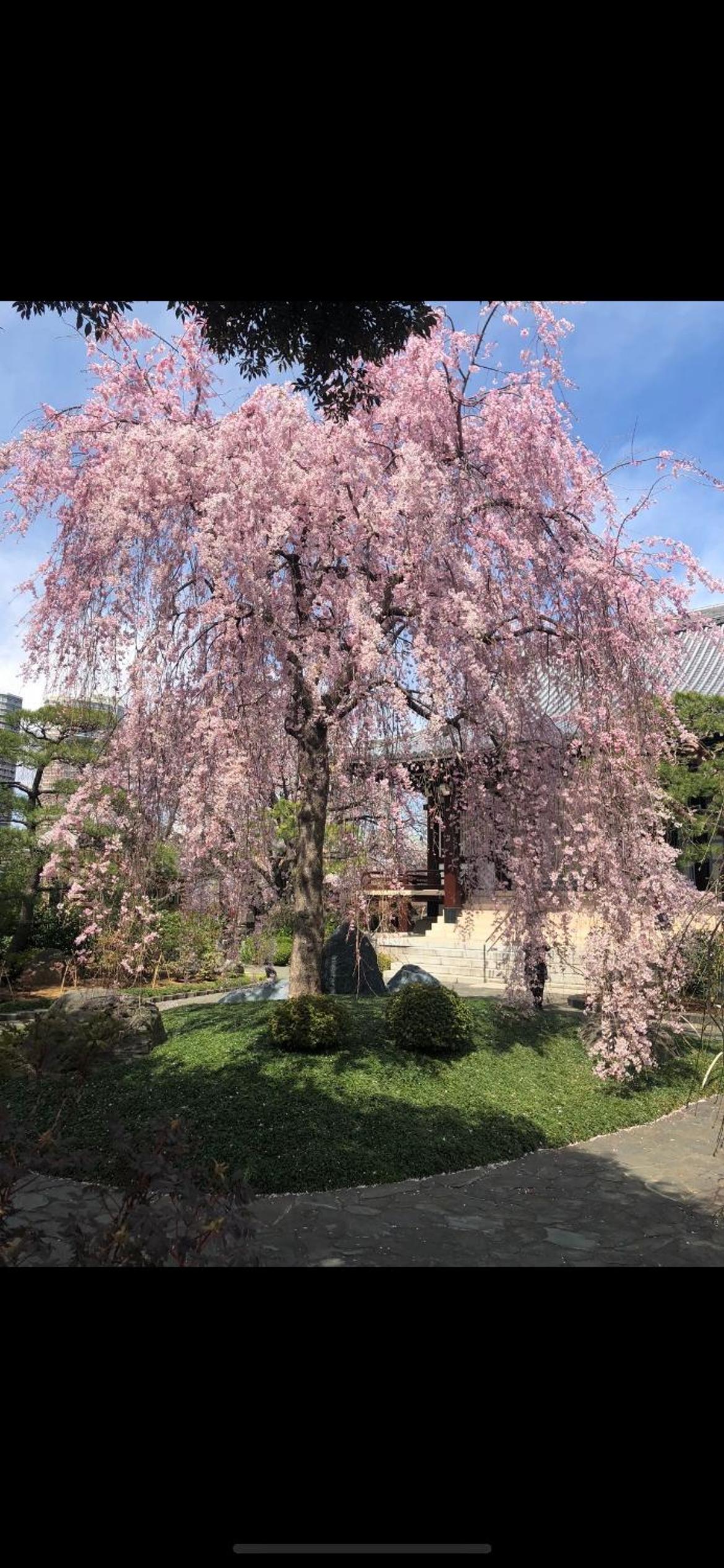 東京の港灣-Tokyo Harbor -28 square meter king size garden room103