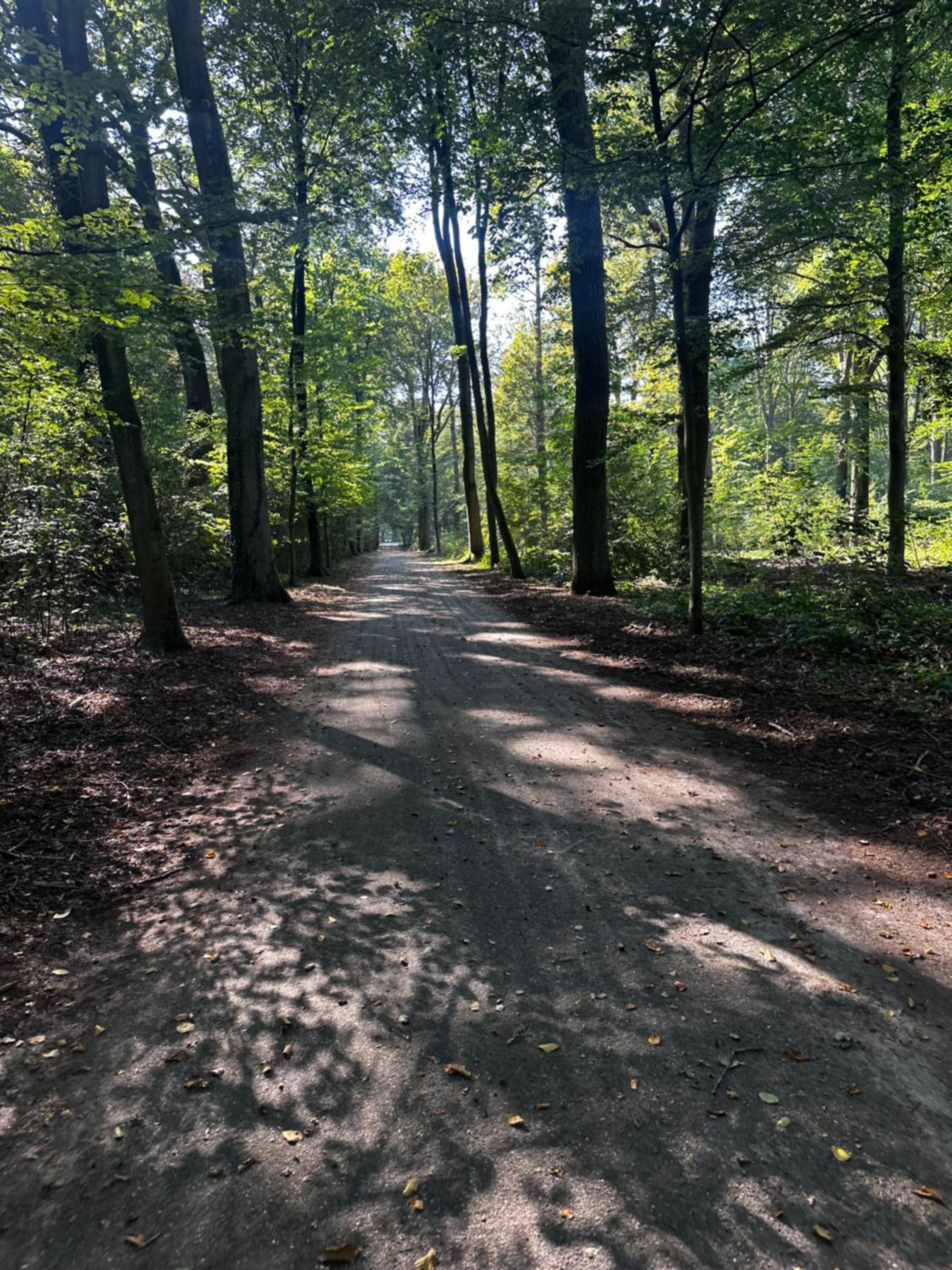 Bos-Chalet bij Wijers Wandelroutes, Rust & Gezinsplezier Fijnspar 6 Hengelhoef