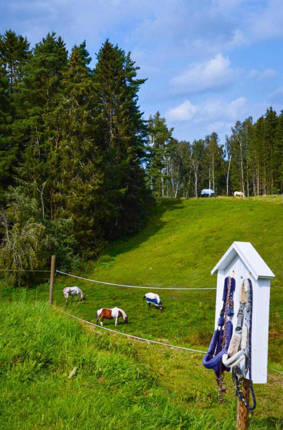 Ljungaviken