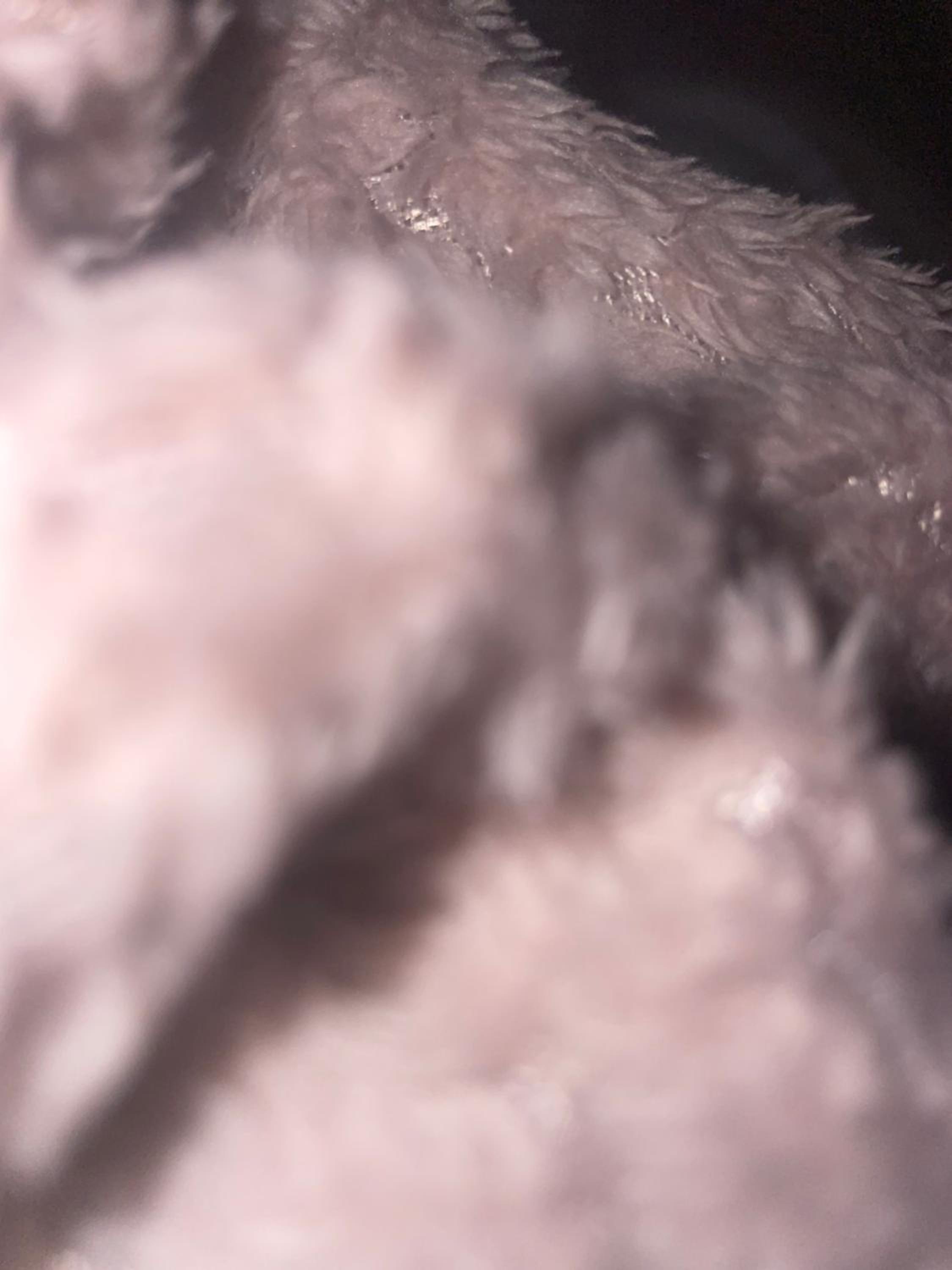 Birhus