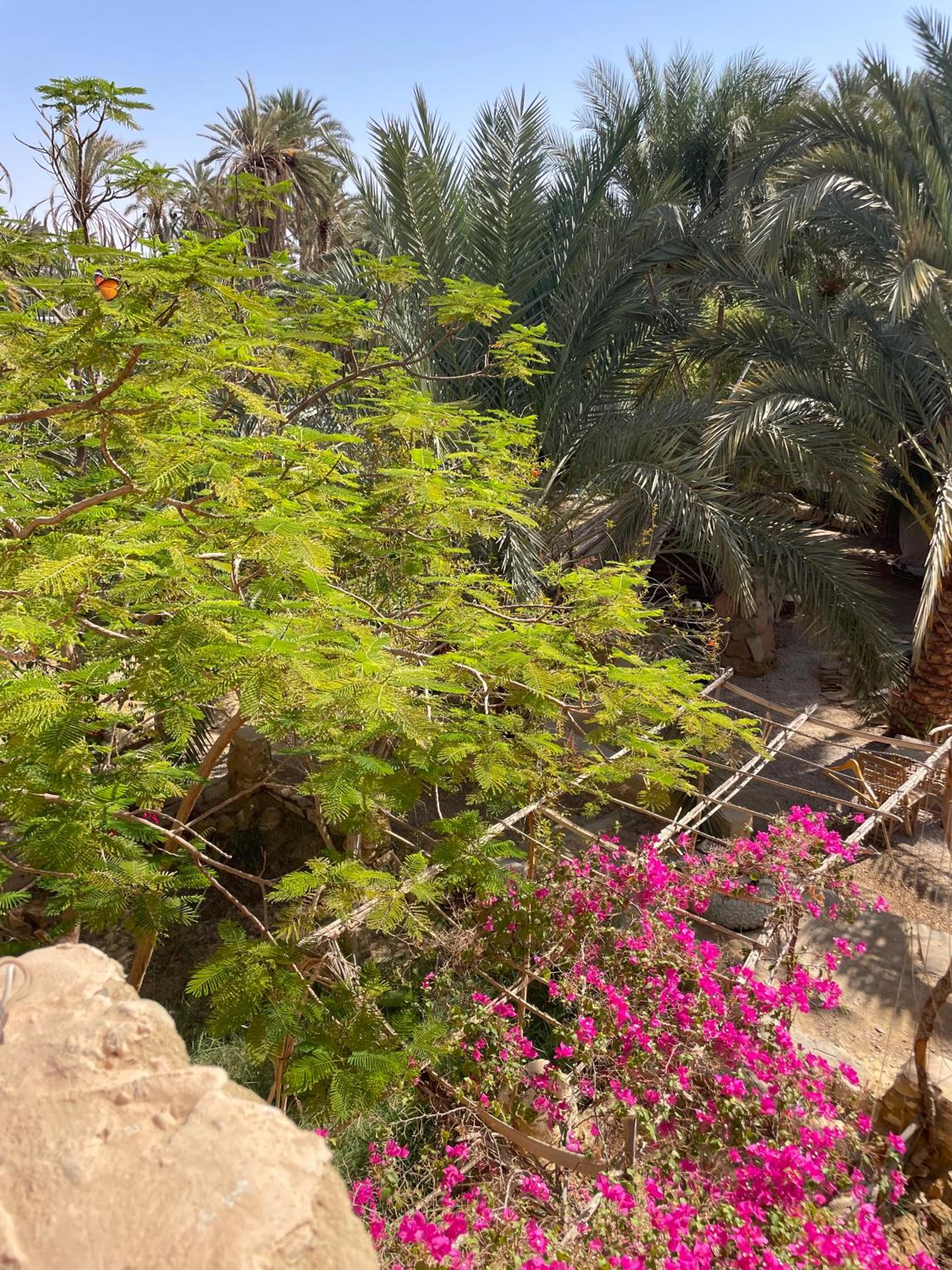Shamofs art garden