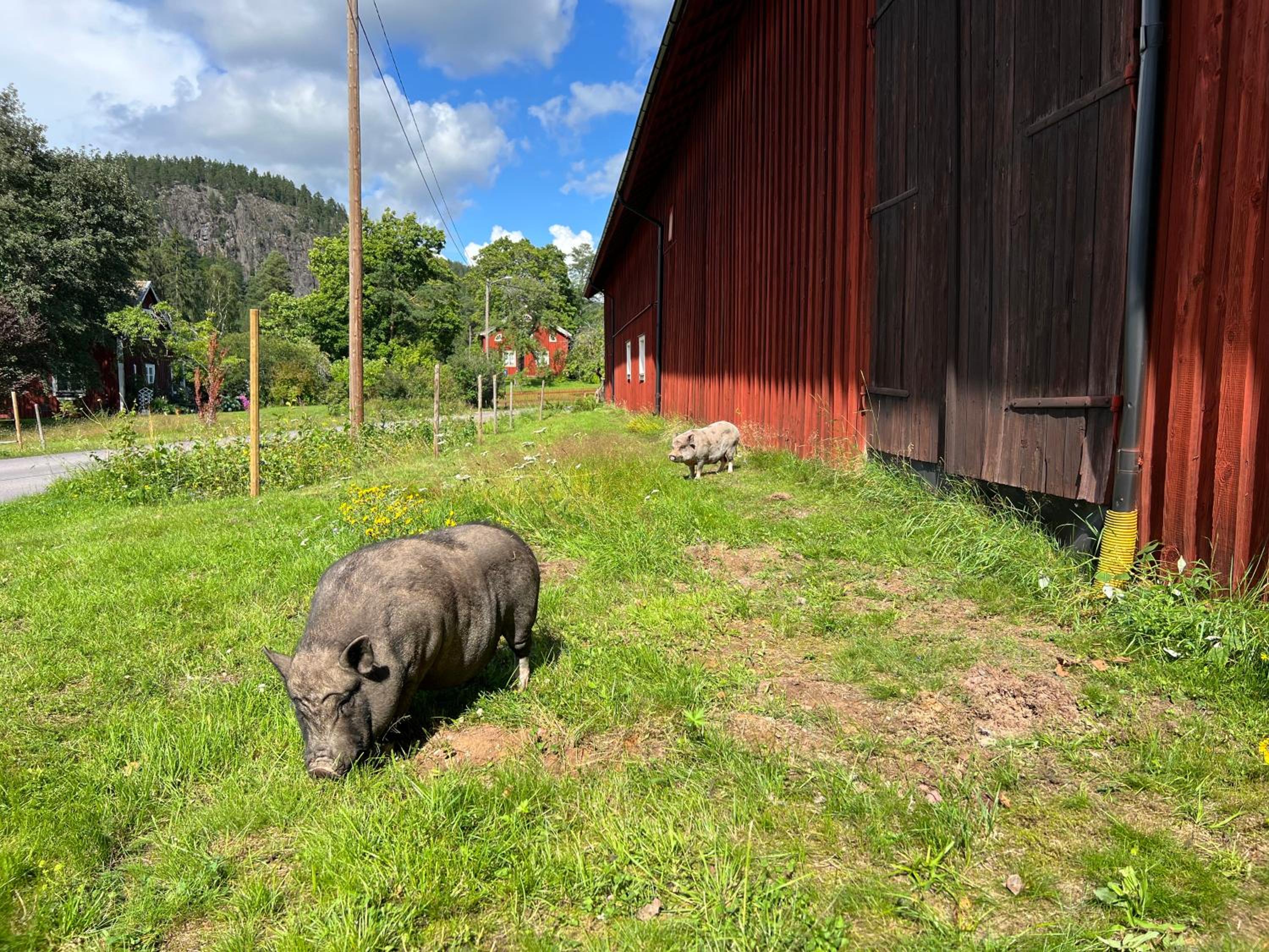 Loftet på Soliga Klacken