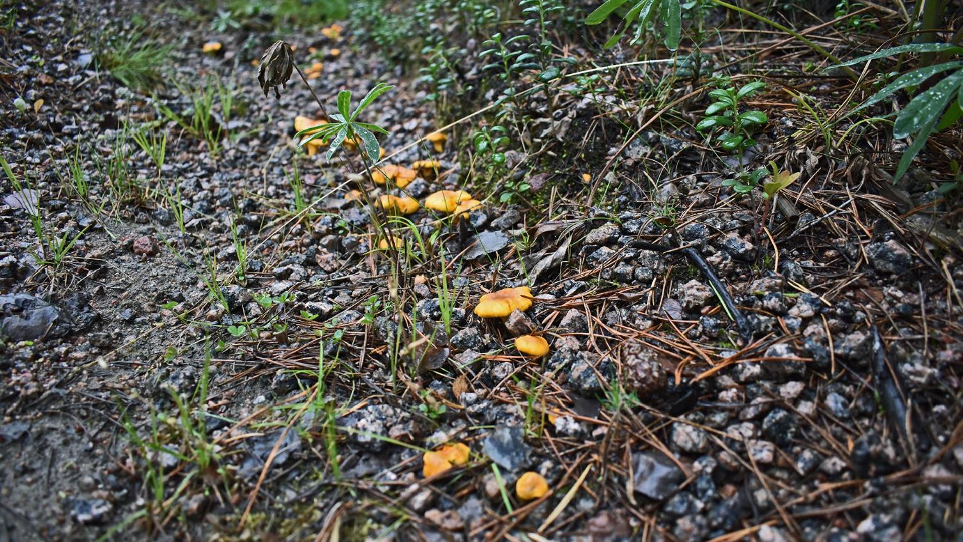 Photo 47