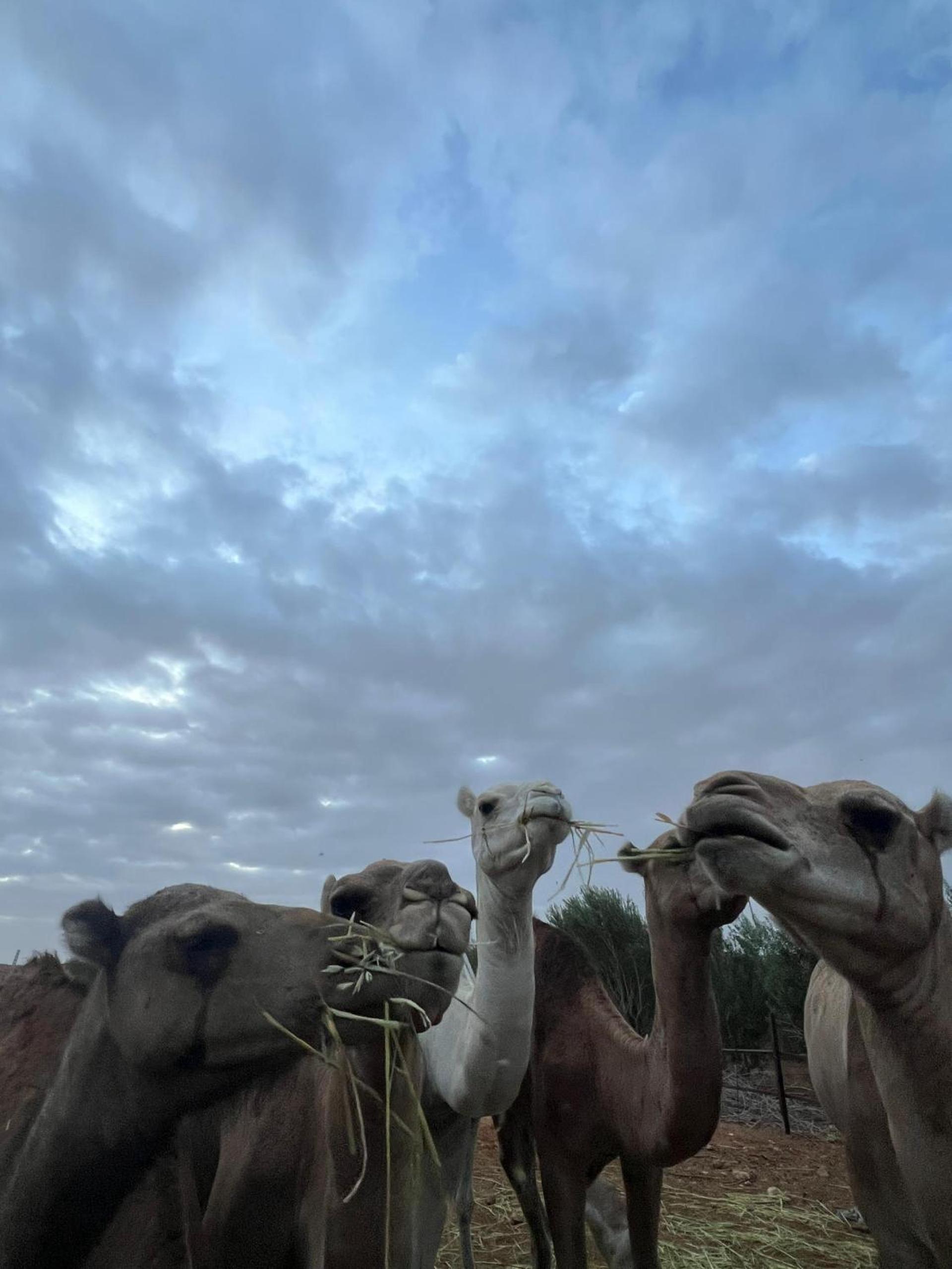 HABIB Farm