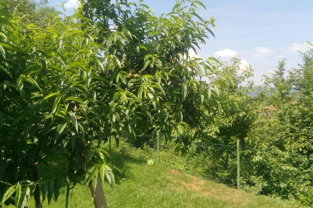 Cottage Eminem with garden and view of Sarajevo