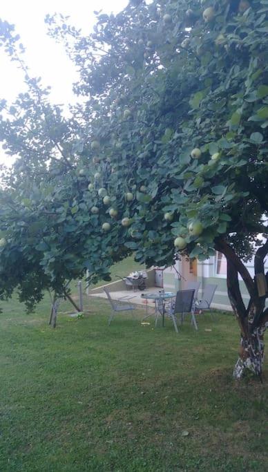 Cottage Eminem with garden and view of Sarajevo