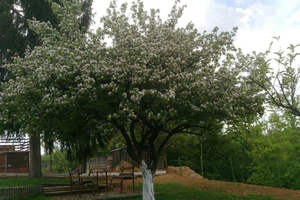 Cottage Eminem with garden and view of Sarajevo