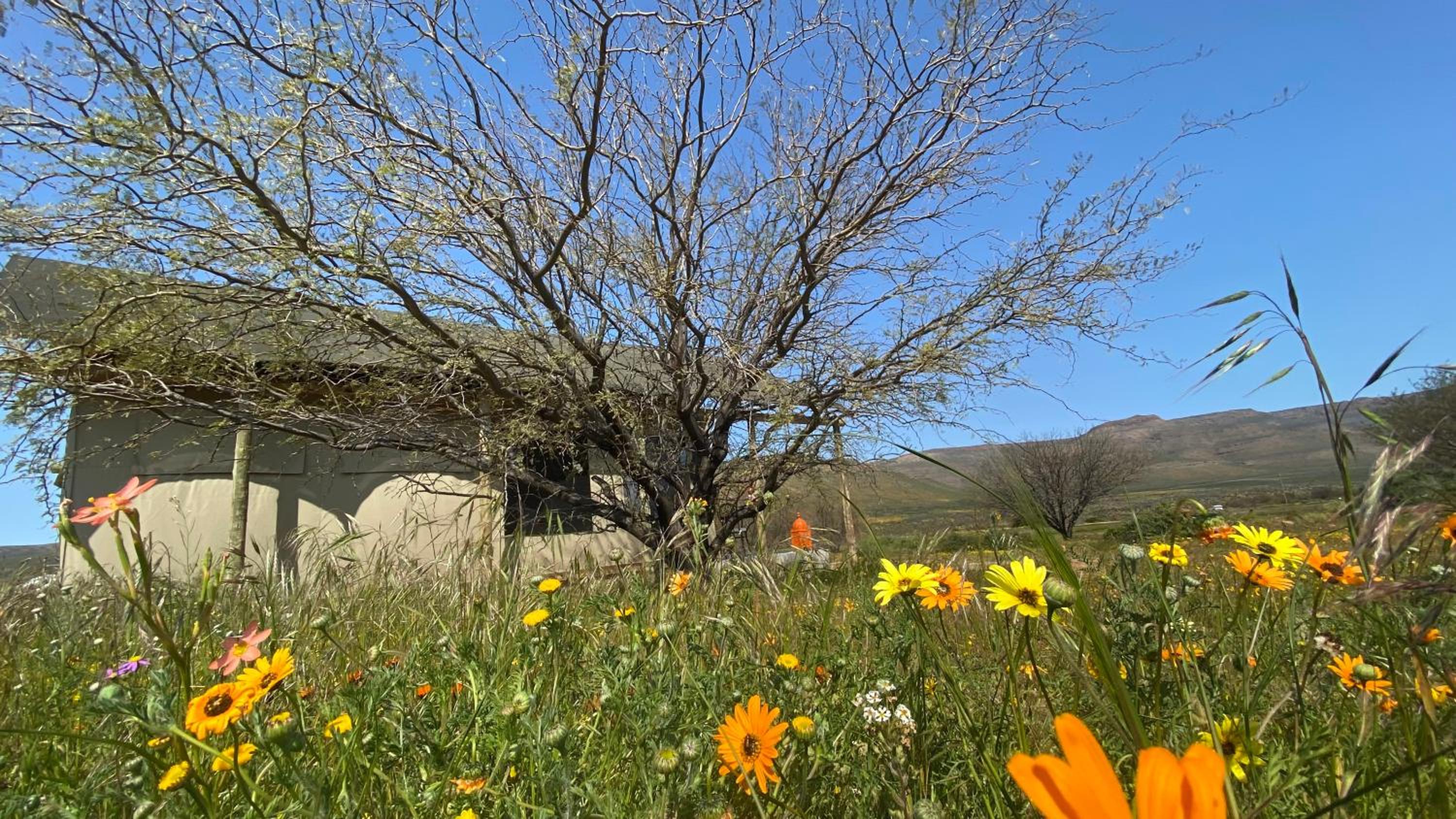Marquee Safari Tent lachenalias