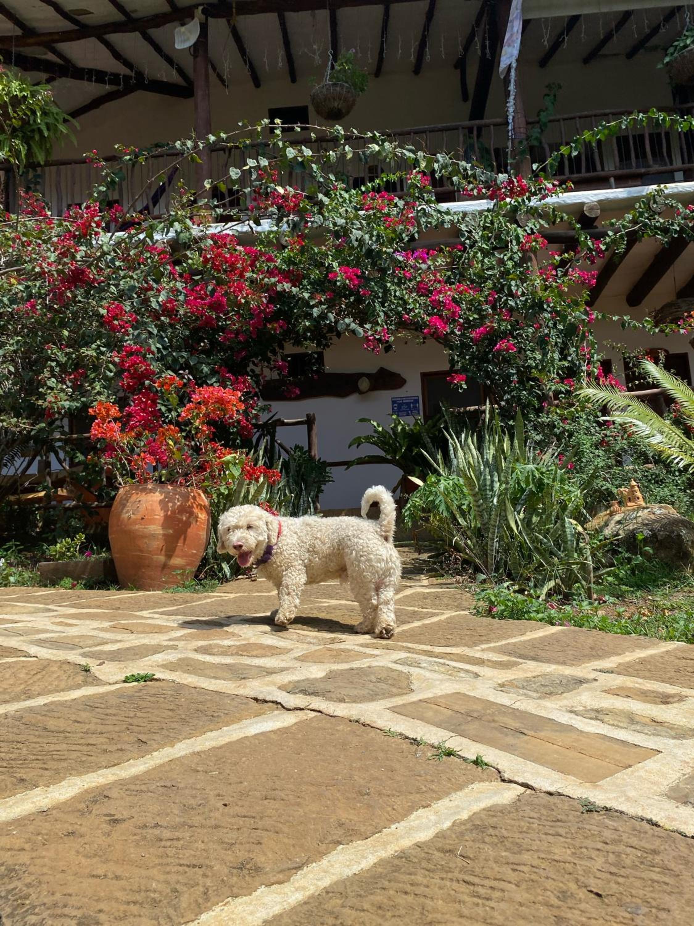 Hostal Villa San Rafael