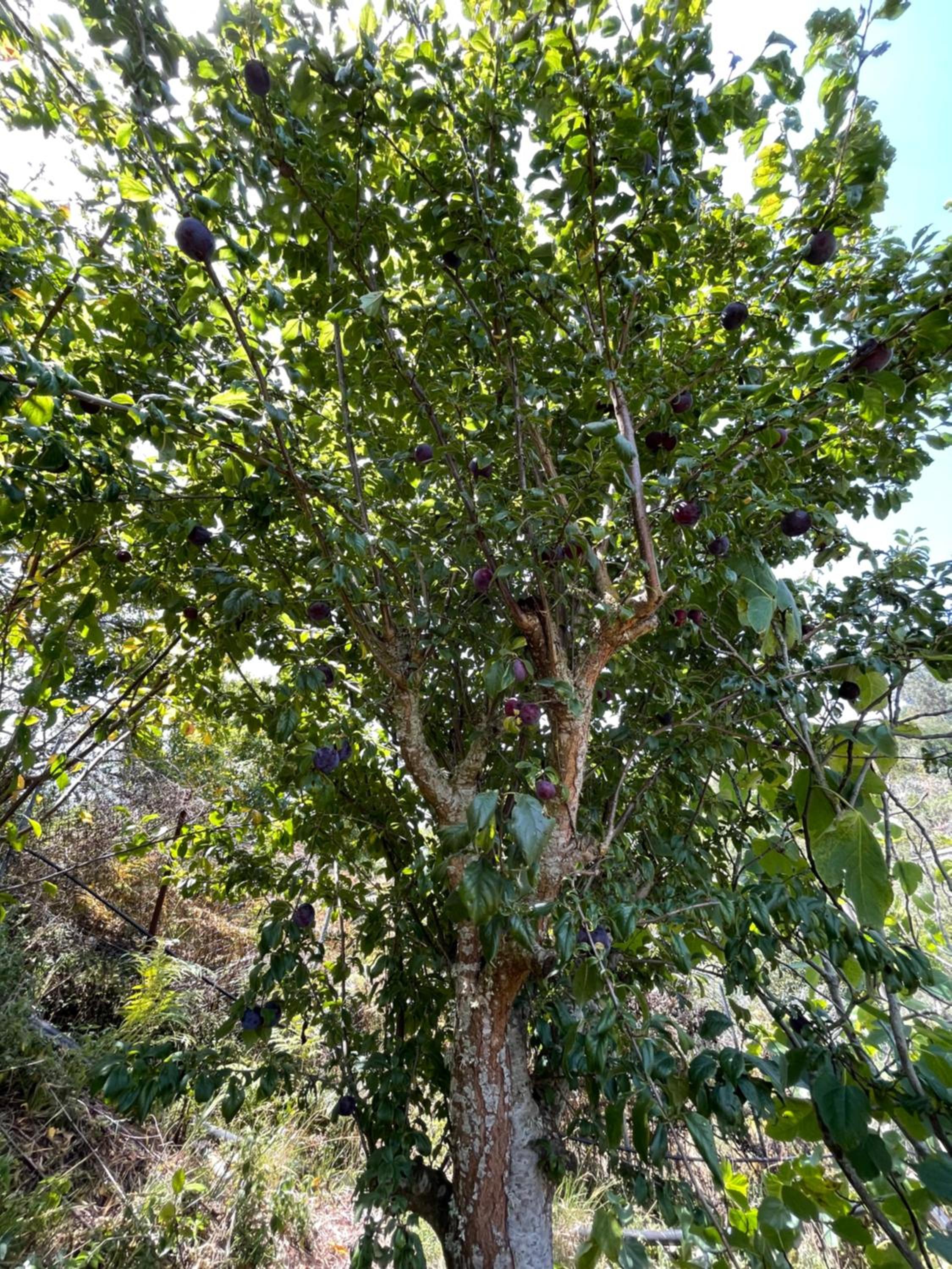 Finca Di Carmen
