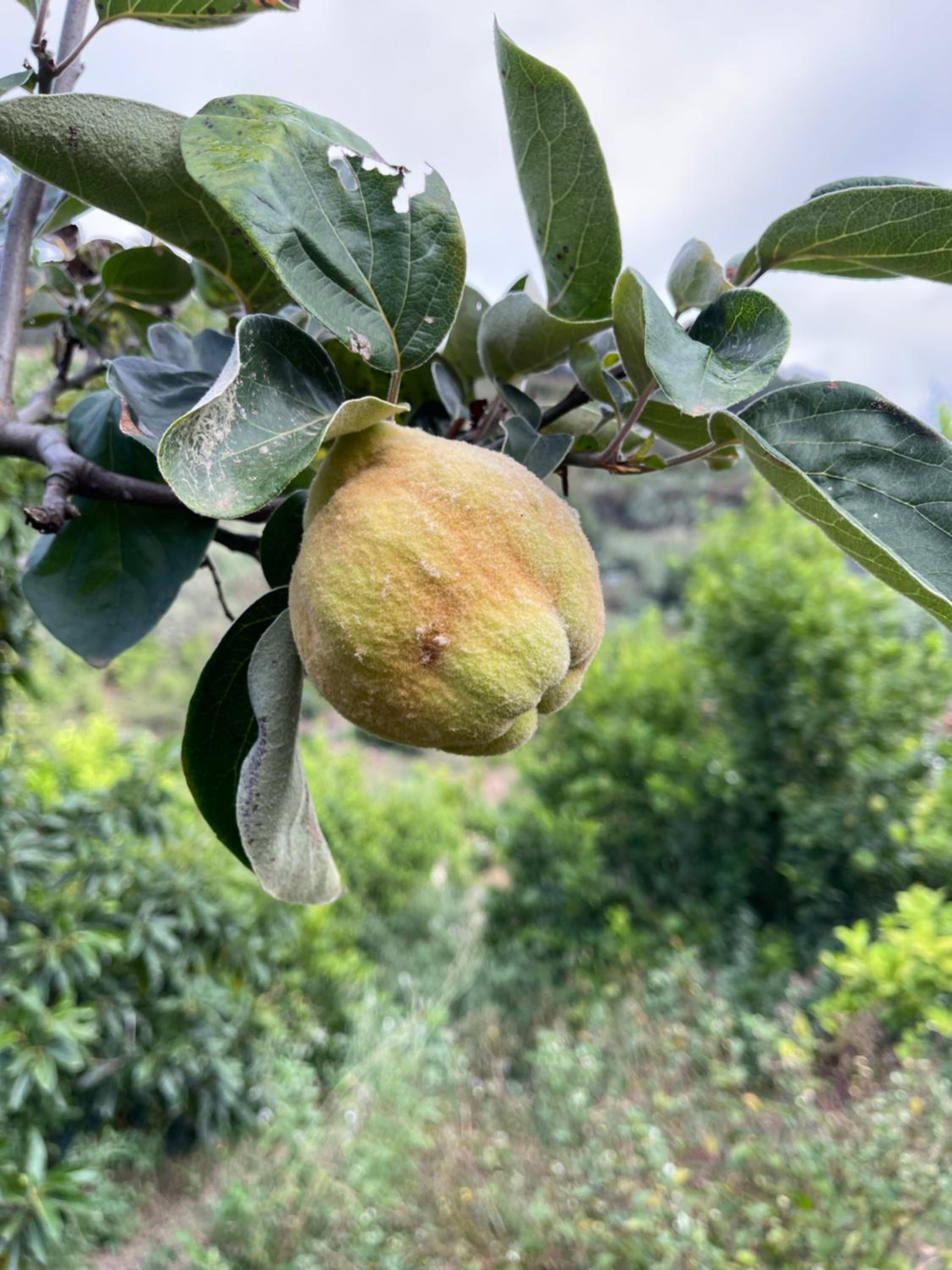 Finca Di Carmen