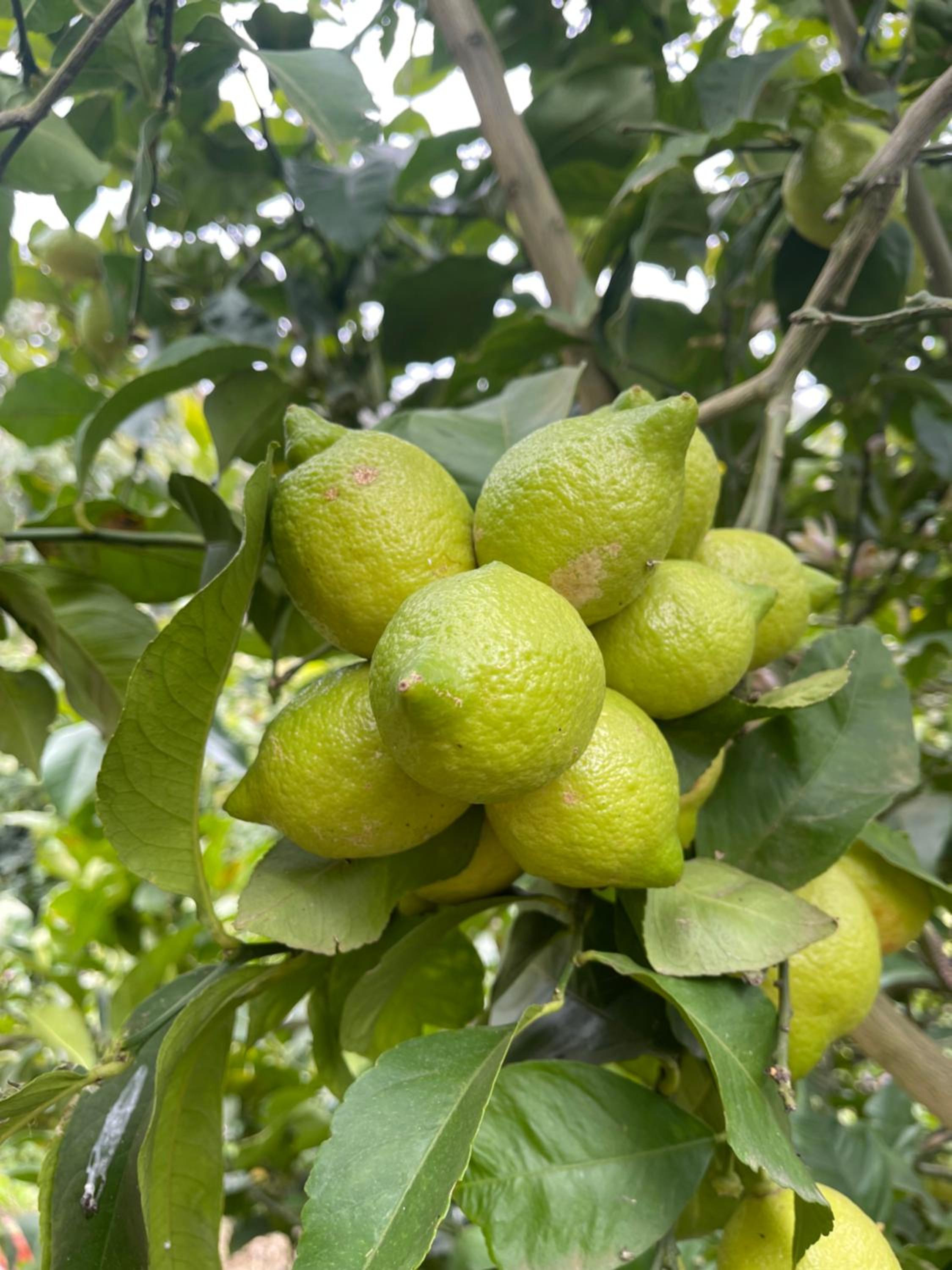Finca Di Carmen