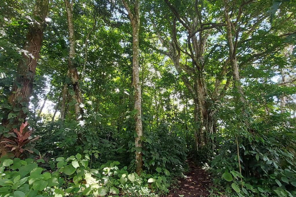 Villa Bosque