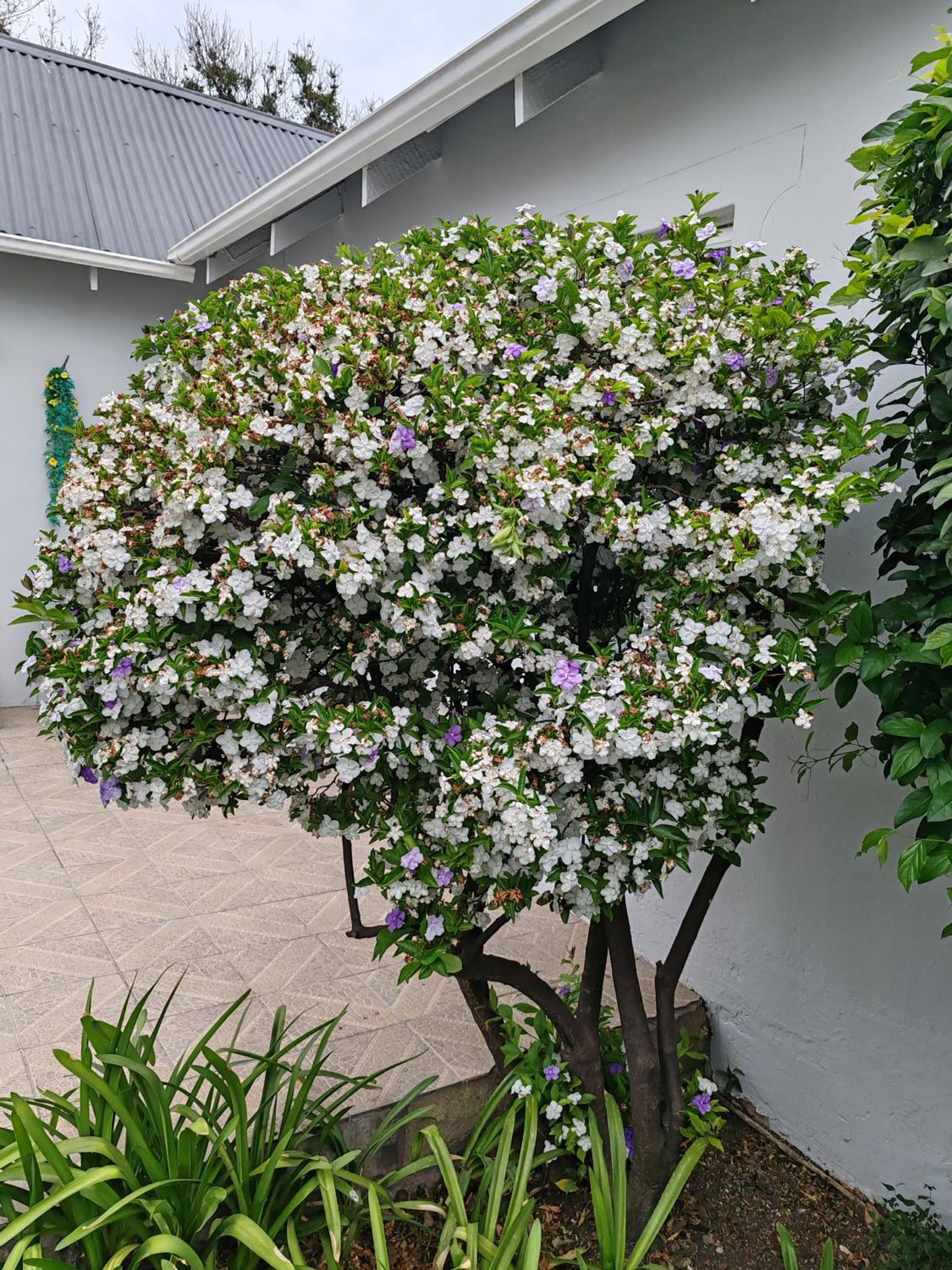 Sandton Spring Rivonia