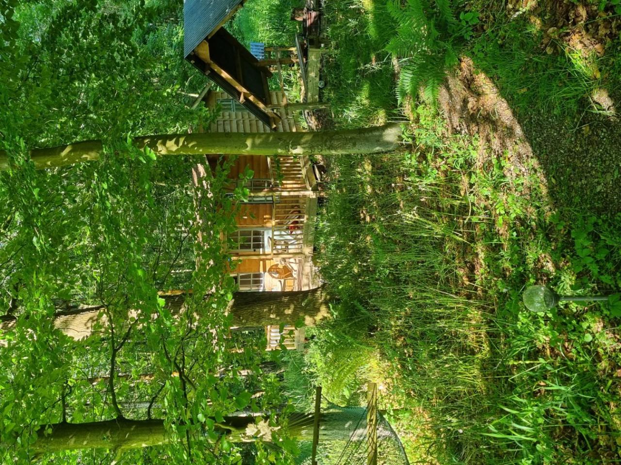 The Shack in the Woods- Off Grid view 5