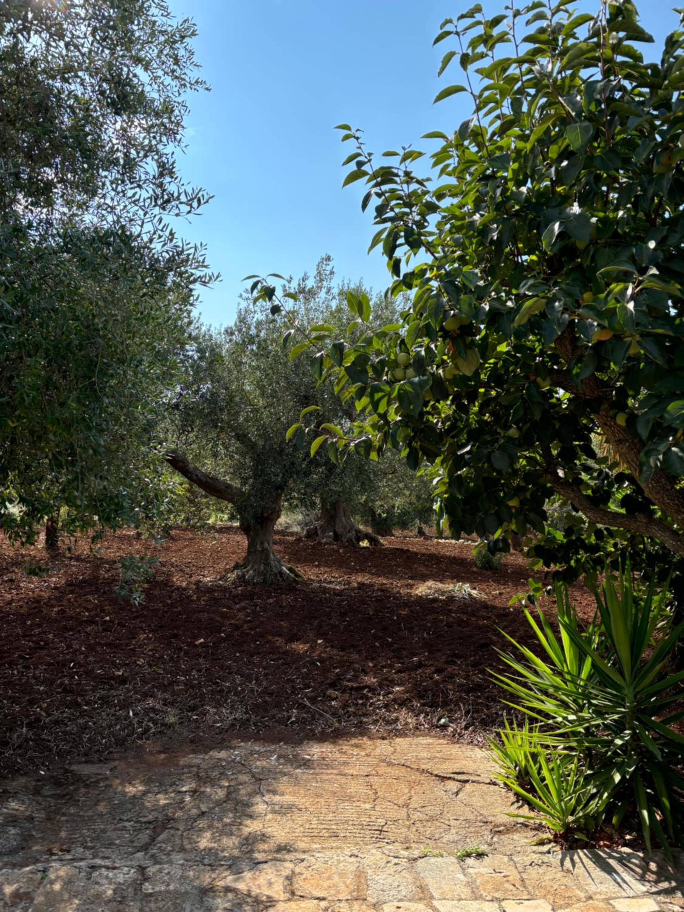 Photo 23
