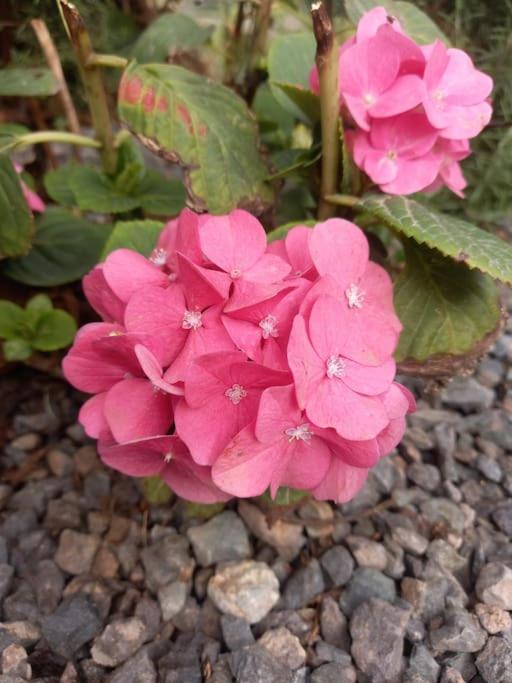 Zenda de Fontanales