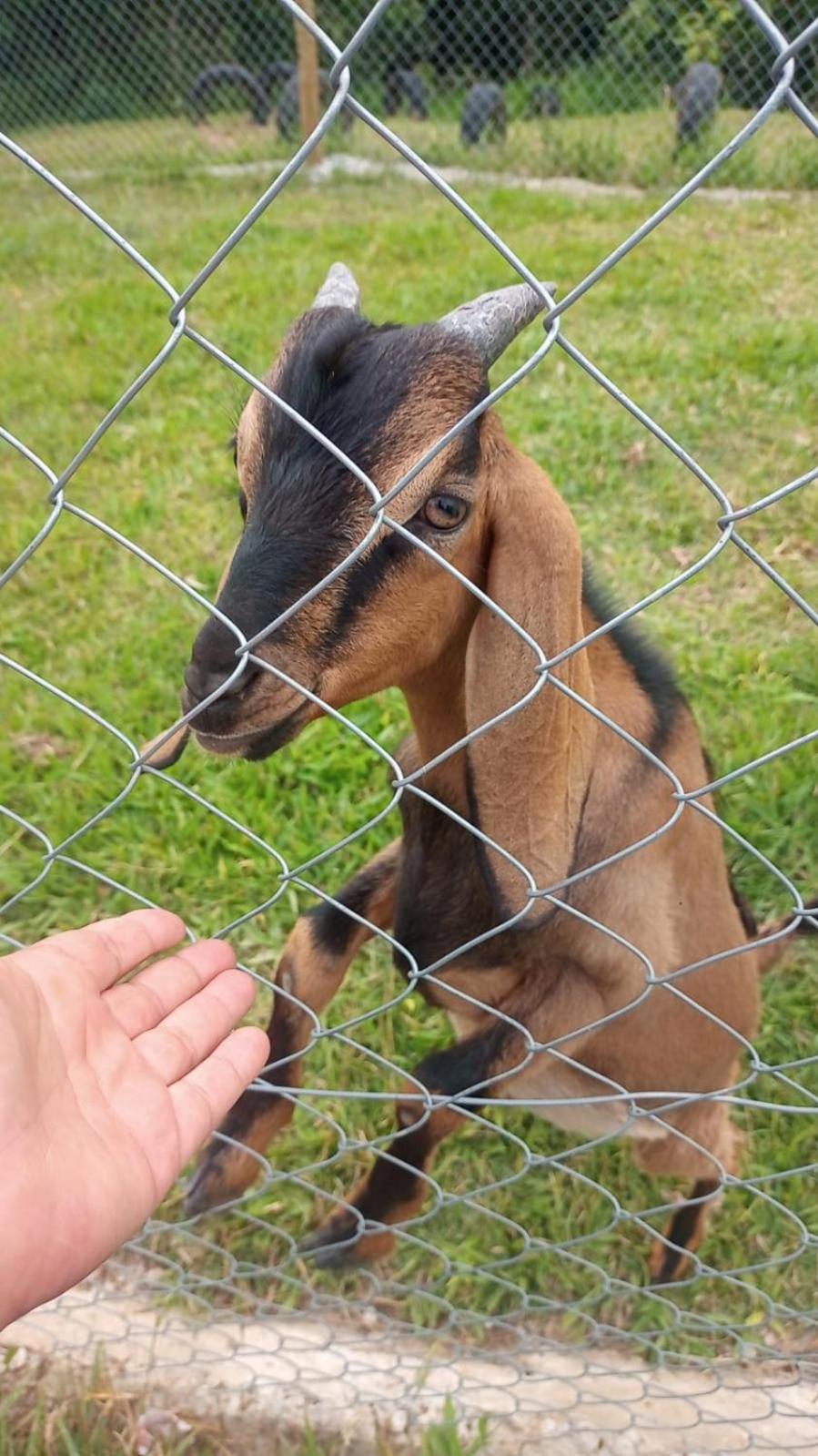 Recanto Vovó Lola, Sitio em Alumínio, Natureza