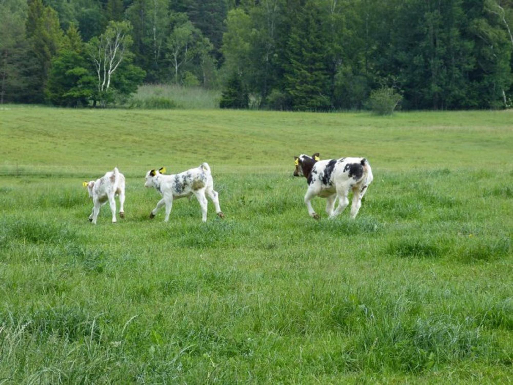 Druckerhof