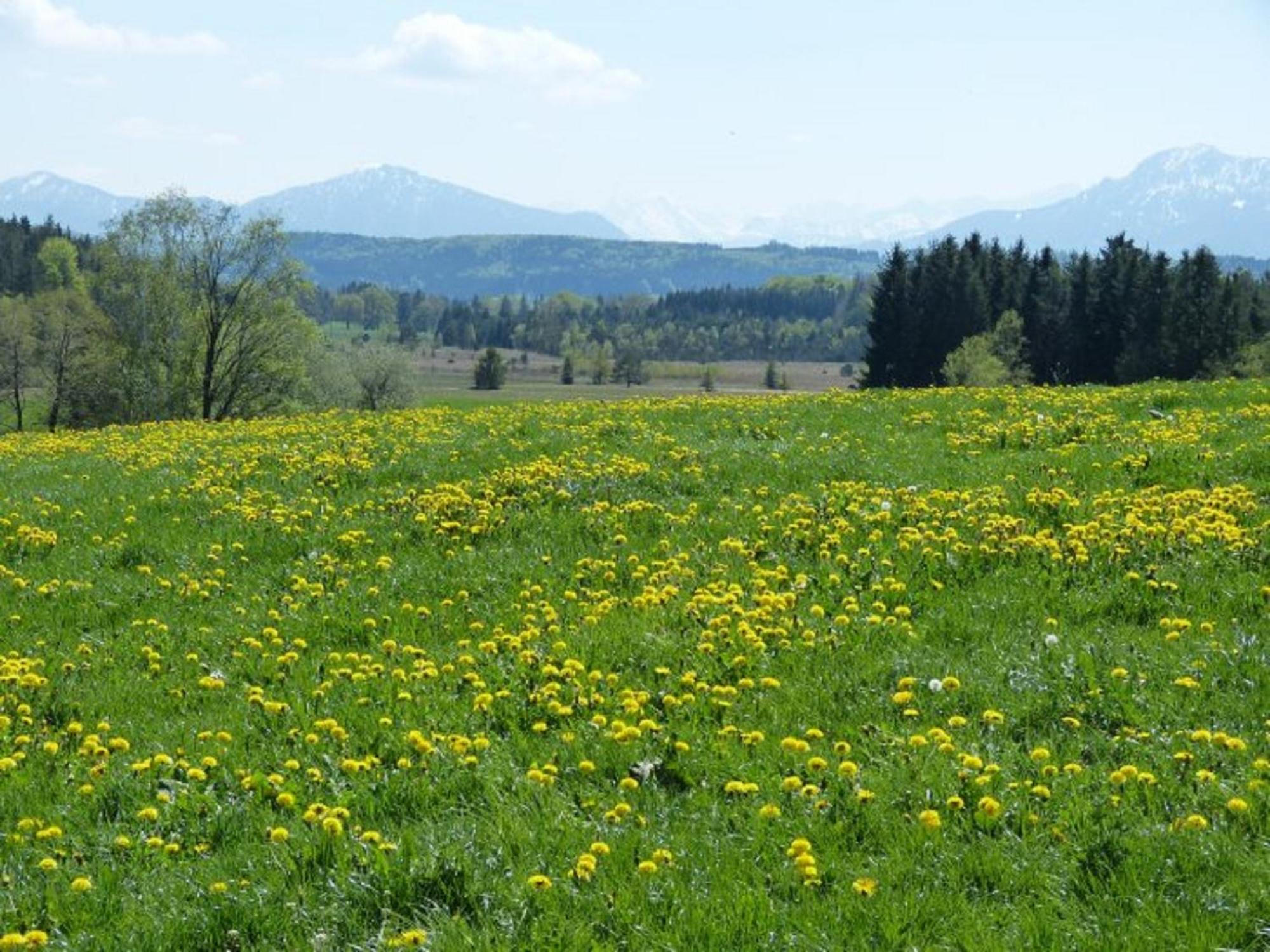 Druckerhof