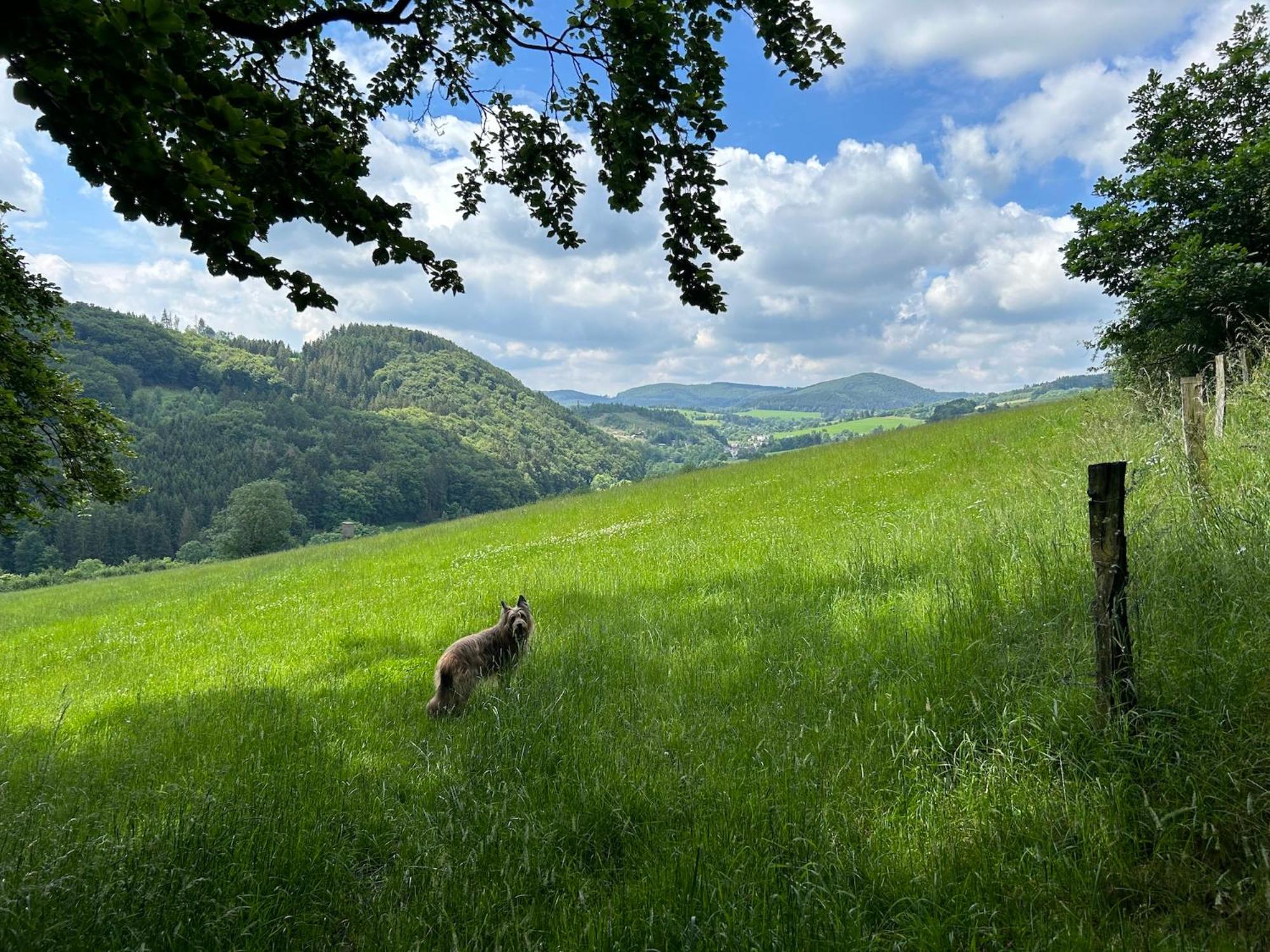 Romantikhütte Winterberg-Willingen