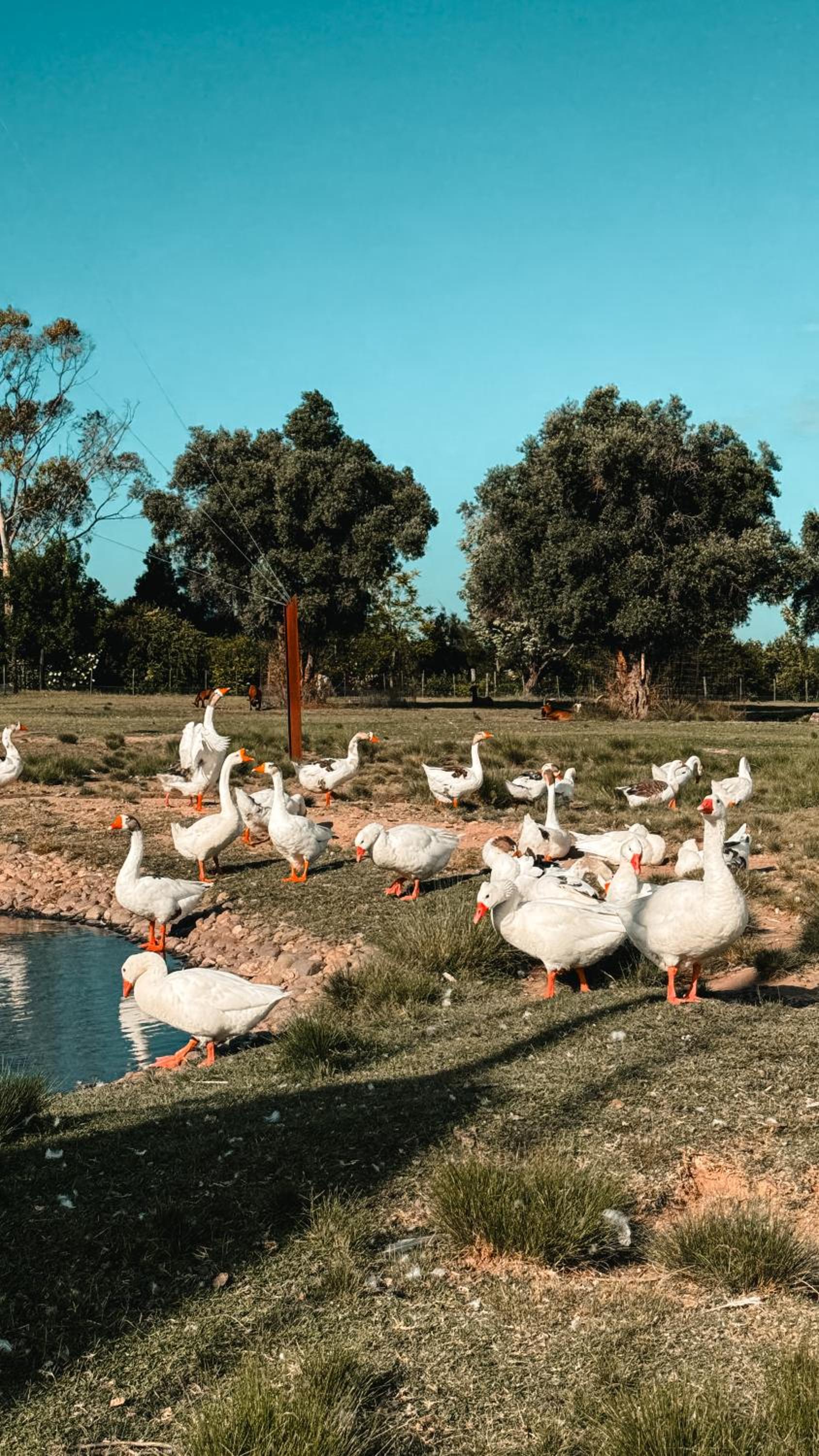 La Santina Posada de Campo & Eventos