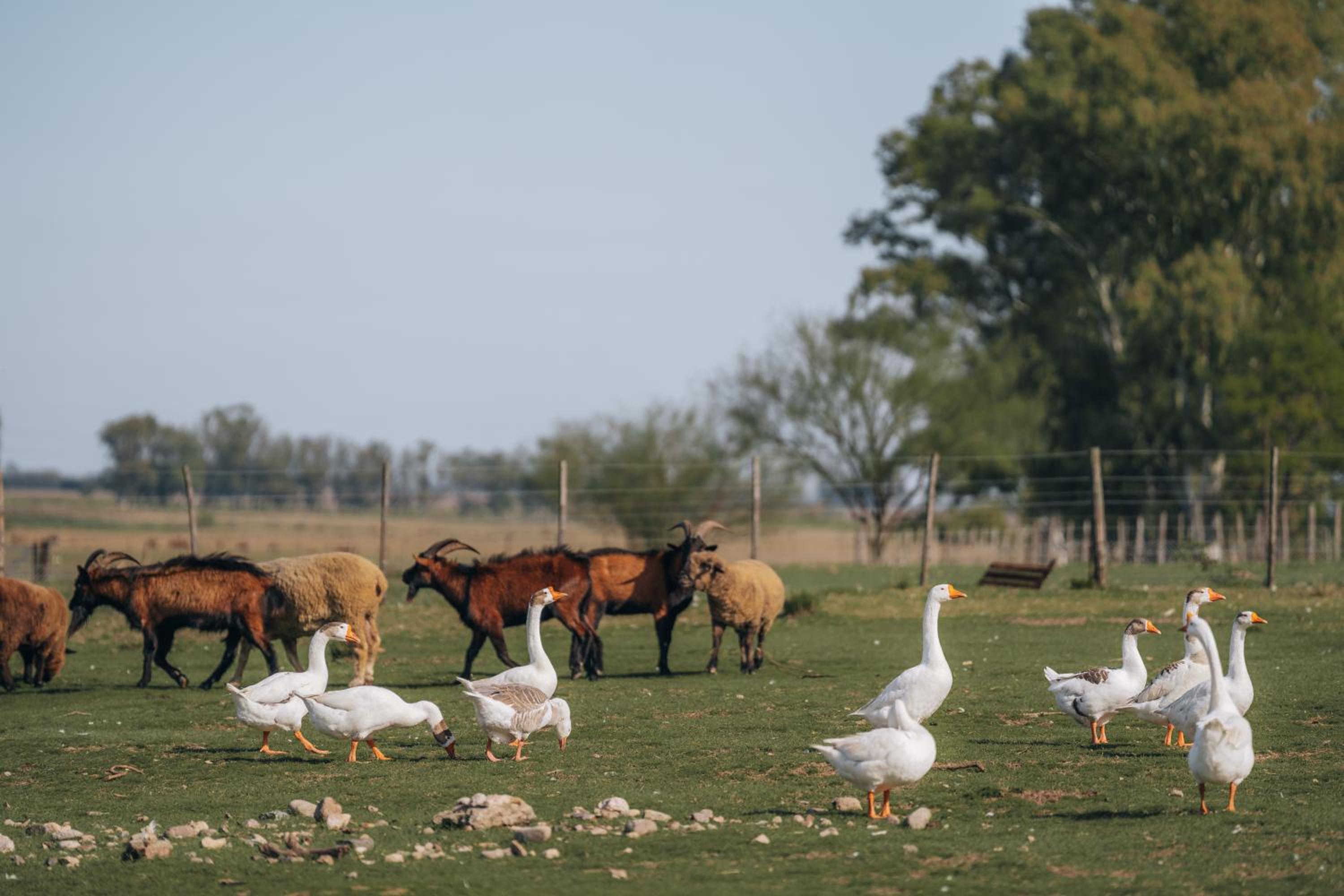 La Santina Posada de Campo & Eventos